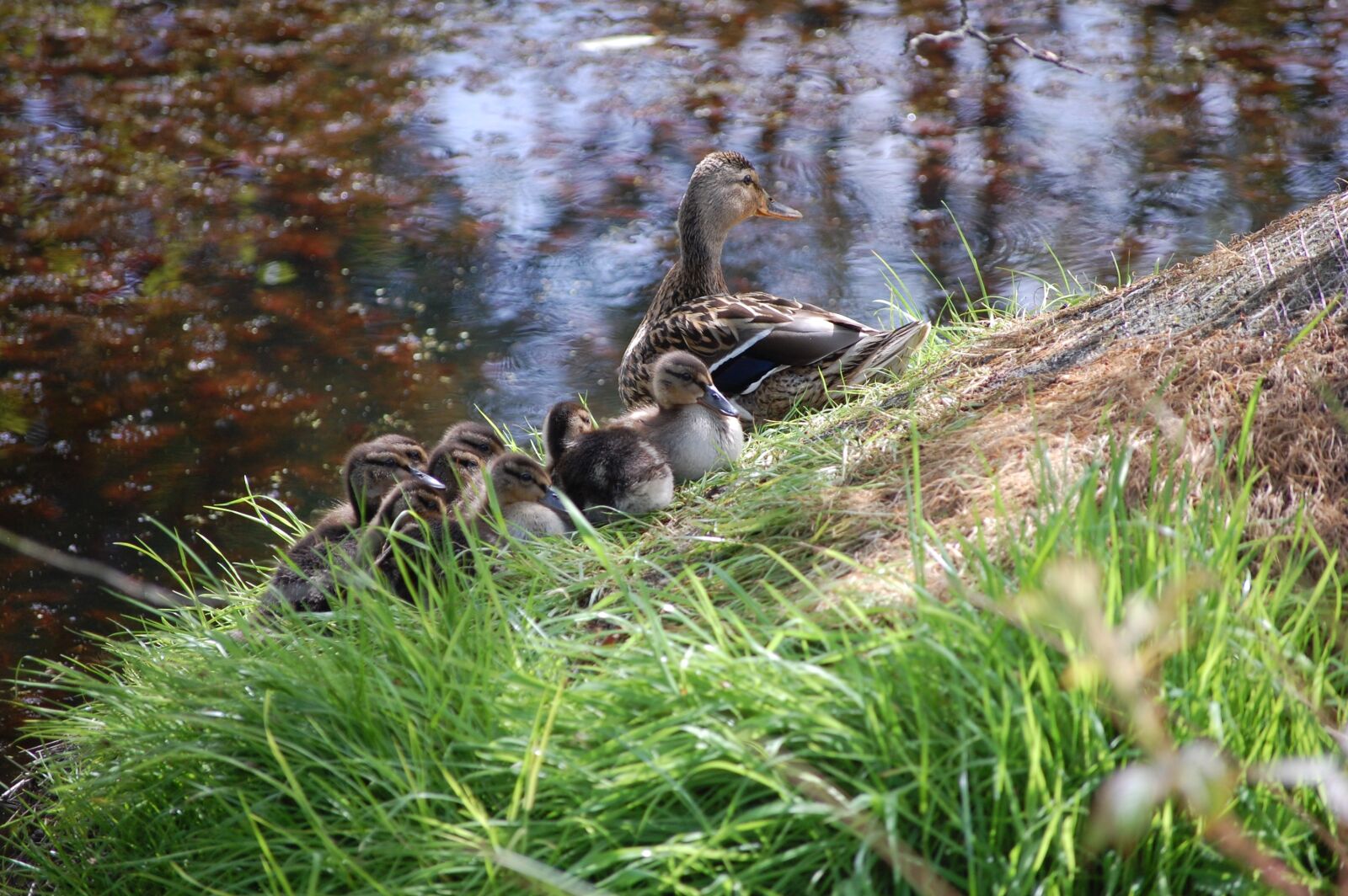 Nikon D40 sample photo. Ducklings, nature, bird photography