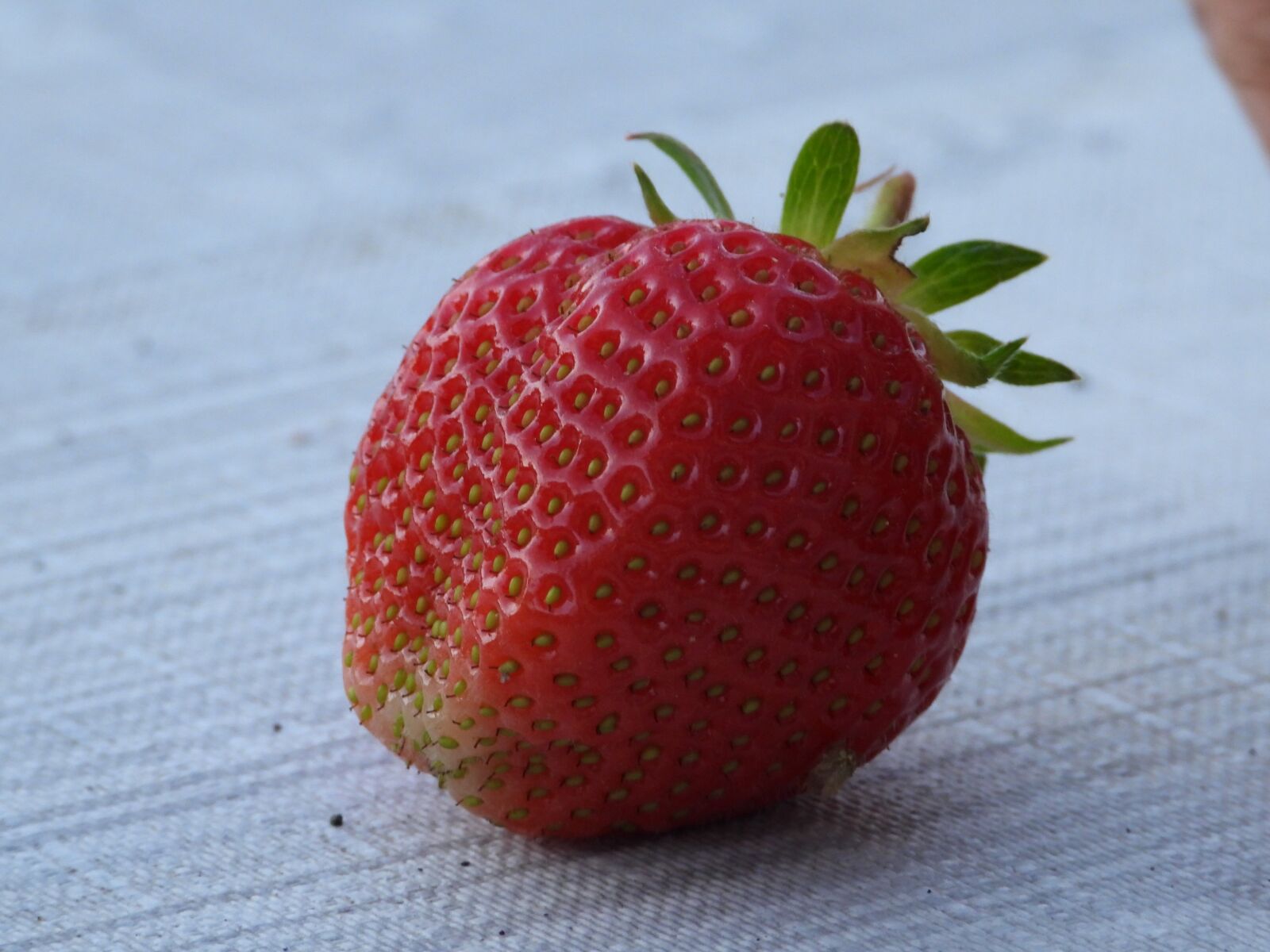 Nikon Coolpix P1000 sample photo. Strawberry, fruit, red photography