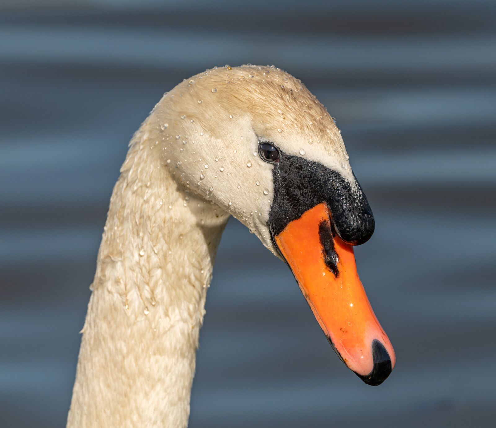 Nikon D850 sample photo. Swan, bird, portrait photography