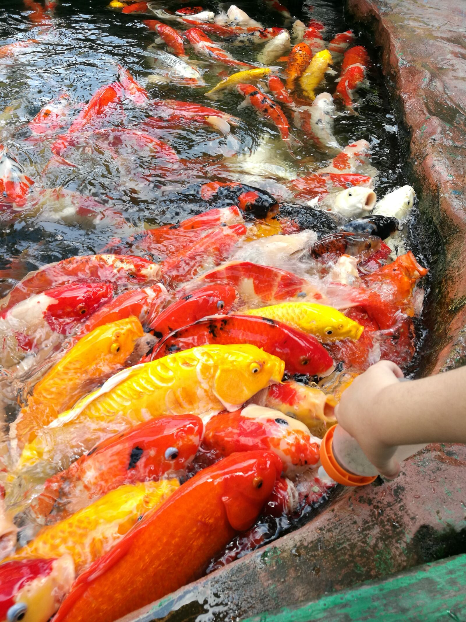 HUAWEI P9 Plus sample photo. Fish, big fish, koi photography