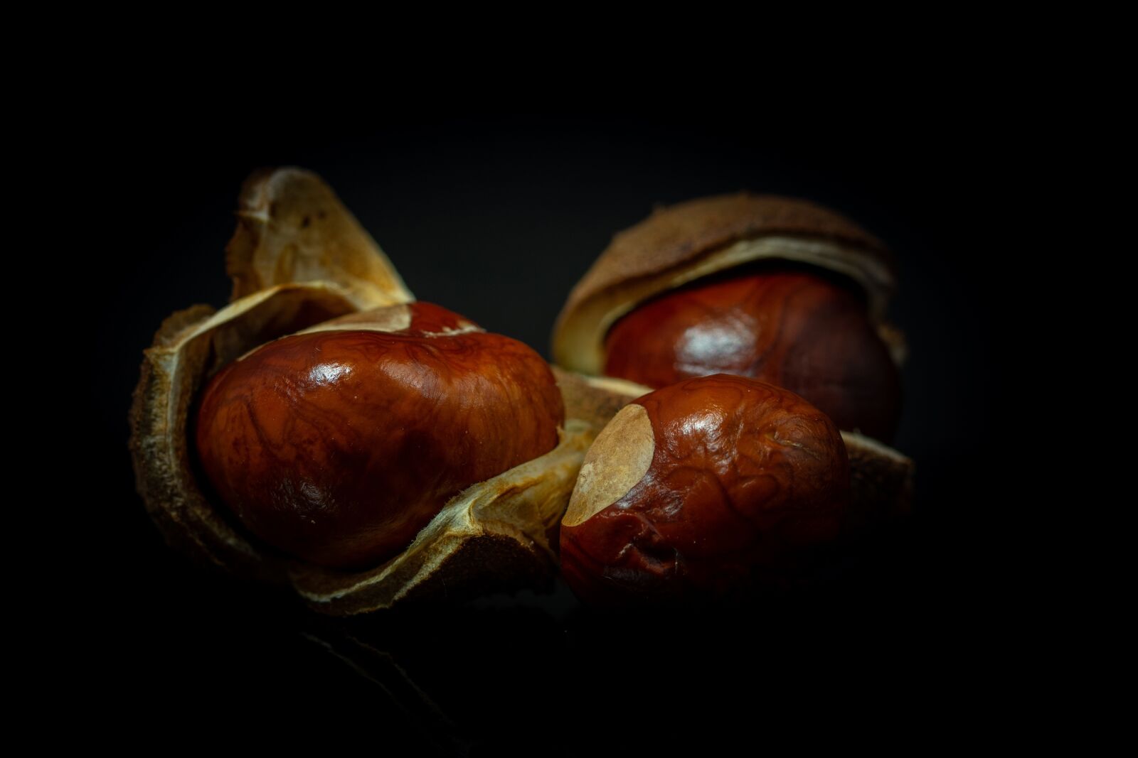Sony SLT-A77 + 105mm F2.8 sample photo. Chestnut, autumn, shells photography