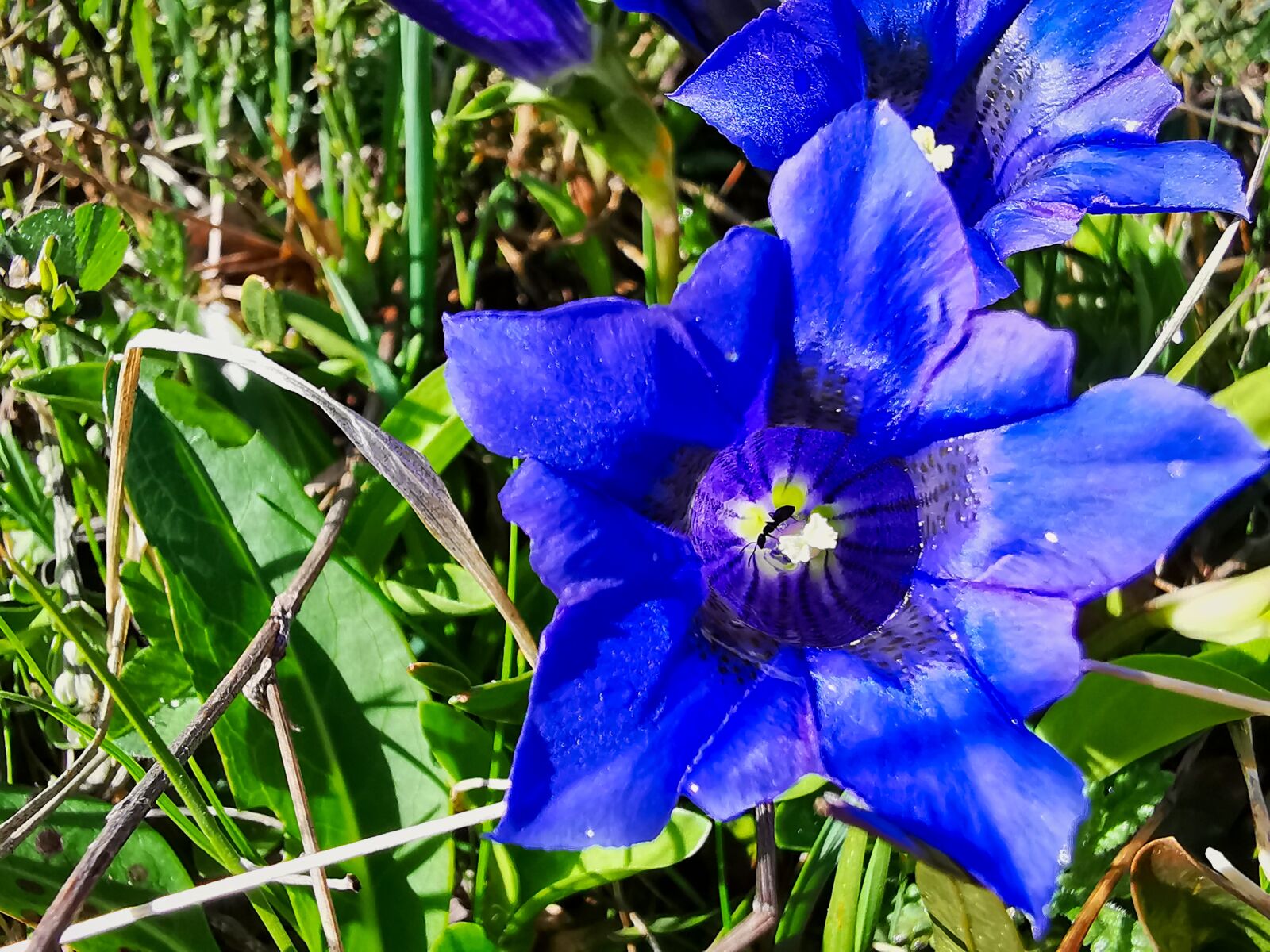 HUAWEI P30 Pro sample photo. Blue flower, gentian acaule photography