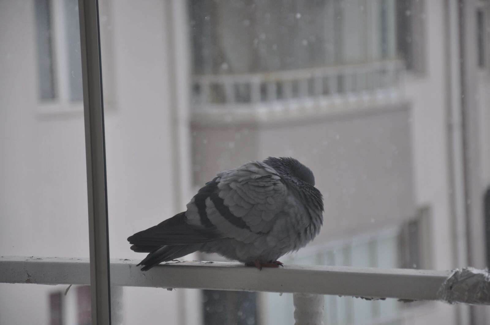 Nikon D90 sample photo. Pigeon, cold, winter photography