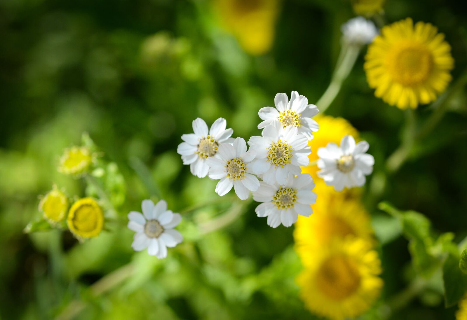 Nikon D610 sample photo. Flower, flora, nature photography