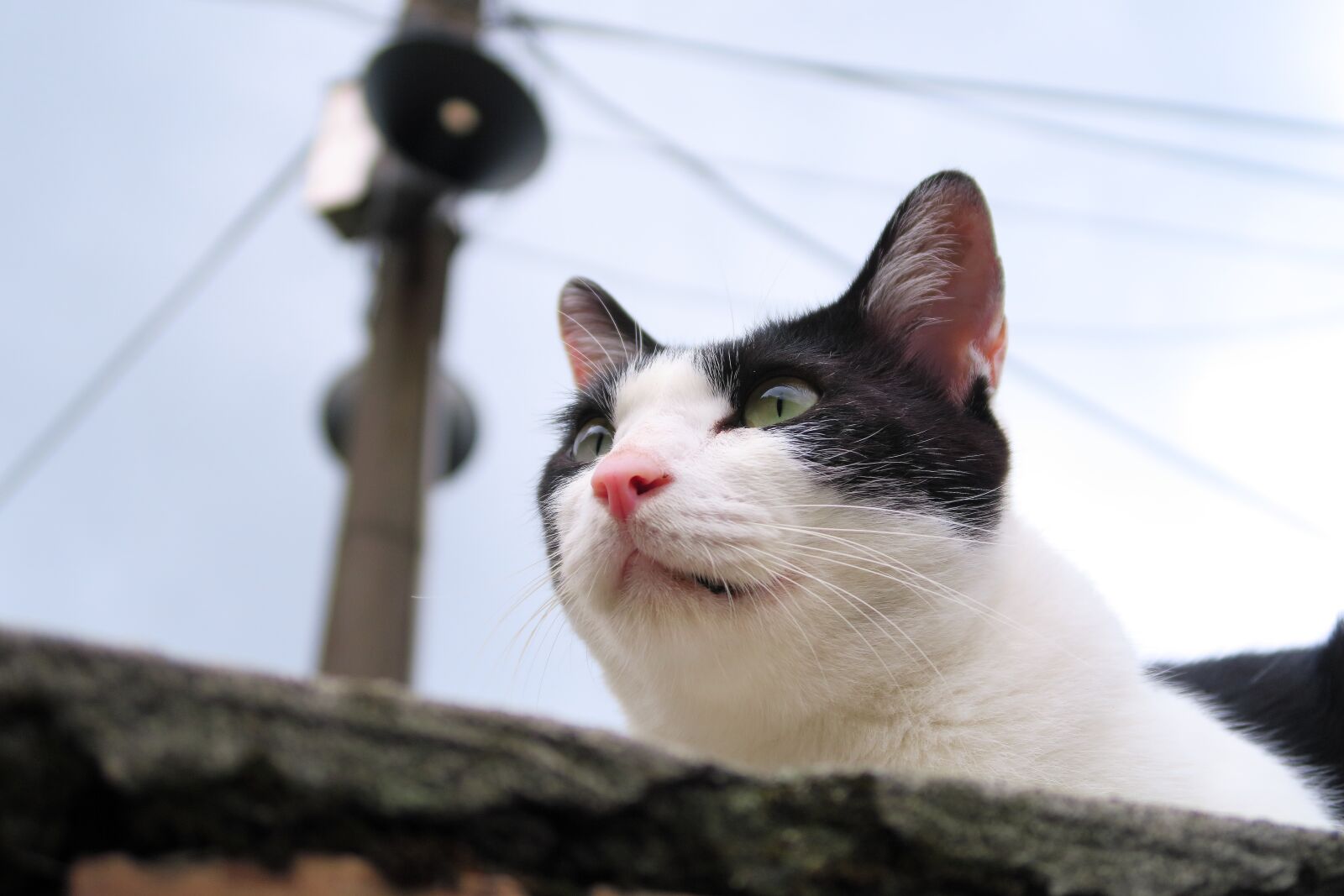 Canon PowerShot G7 X sample photo. Animal, cute, portrait photography
