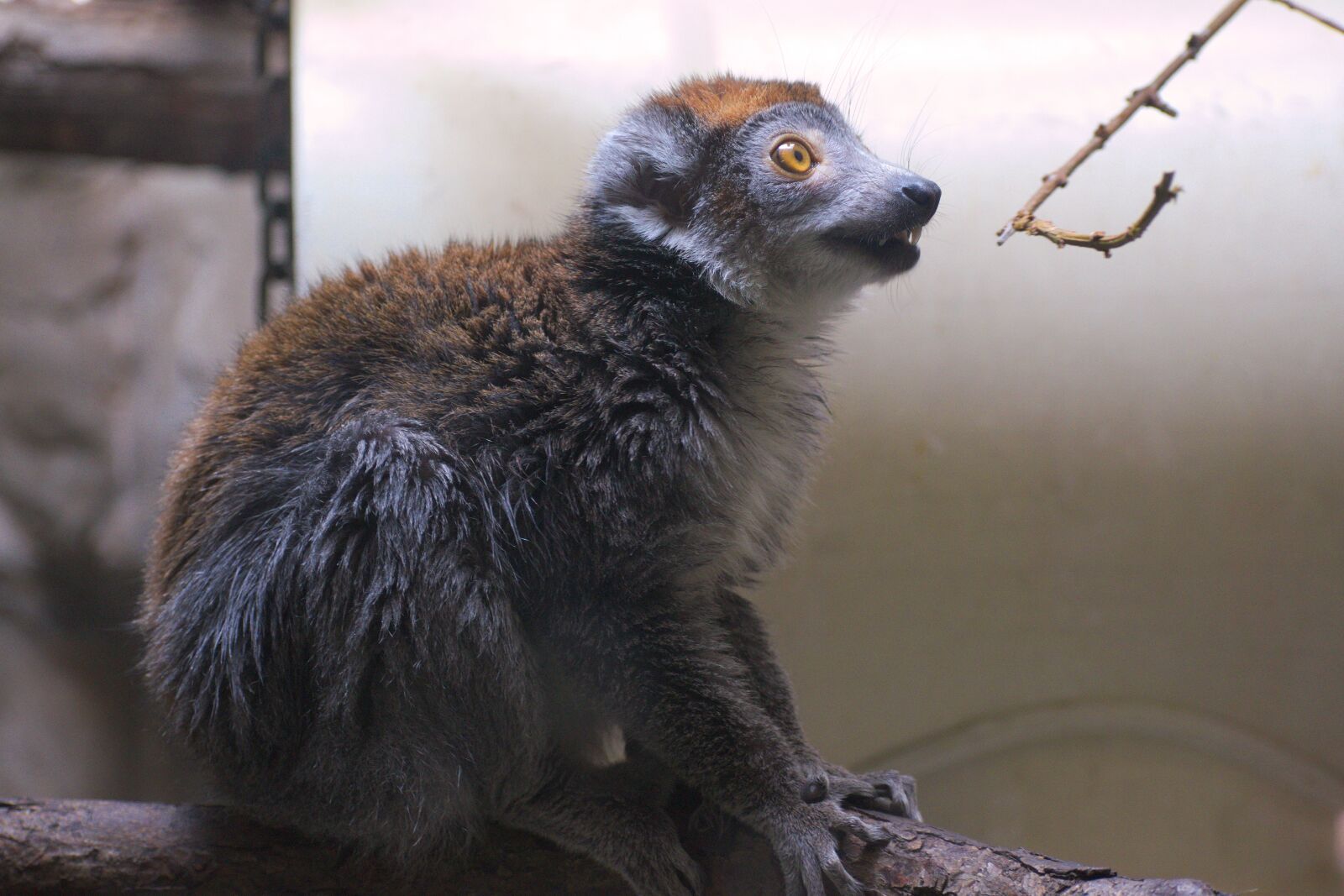 Nikon D5300 sample photo. Lemur, animal, wildlife photography