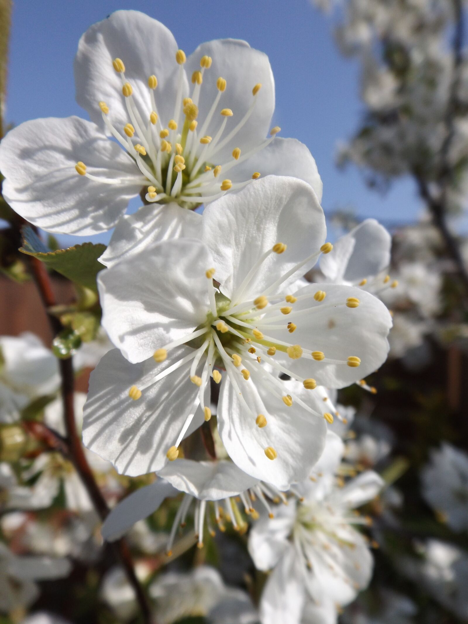 Fujifilm FinePix S4800 sample photo. Blossom, tree, cherry blossom photography