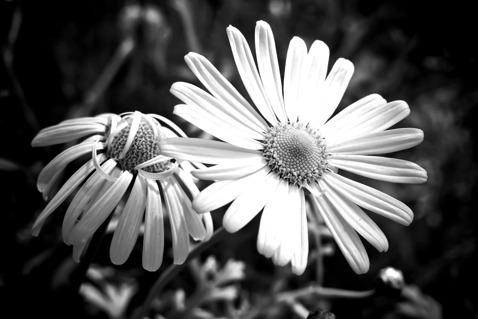 Olympus OM-D E-M10 sample photo. Meadows margerite, marguerite, meadow photography