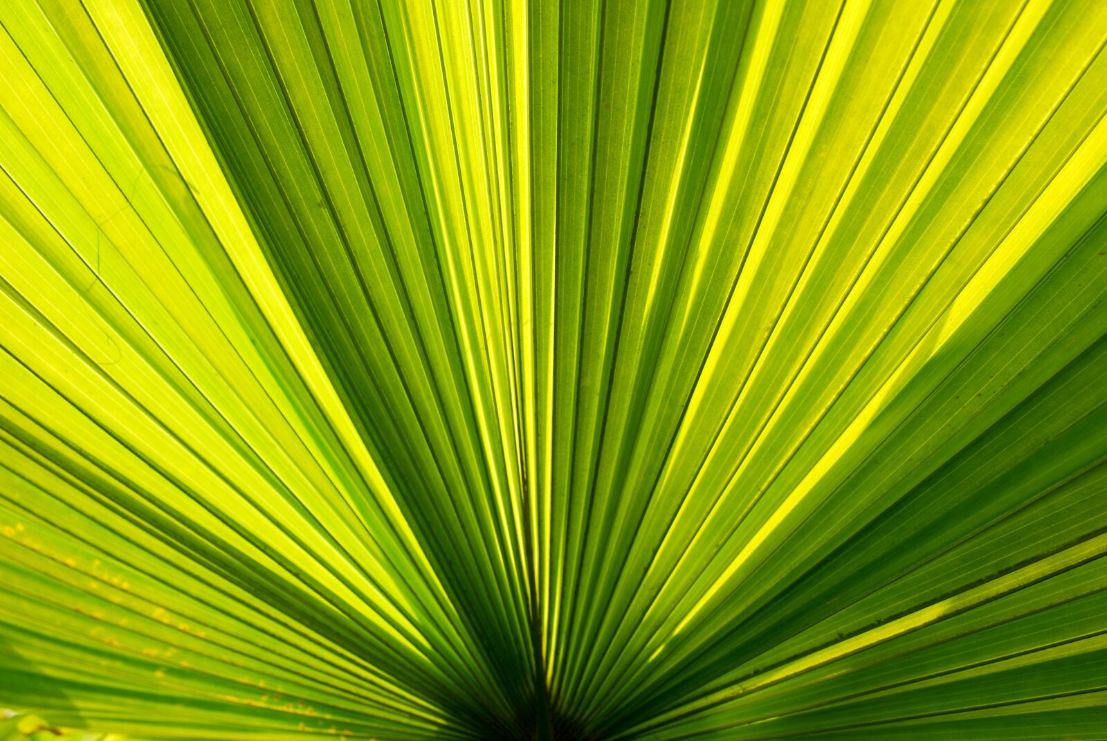 Nikon D60 sample photo. Palm trees, palm leaves photography