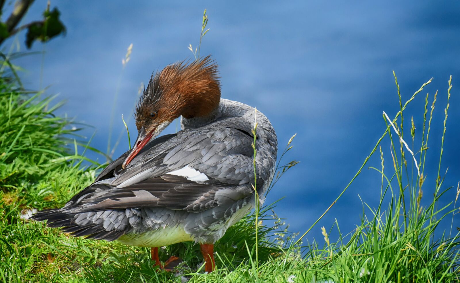 Nikon D7200 sample photo. Merganser, mergus merganser, duck photography