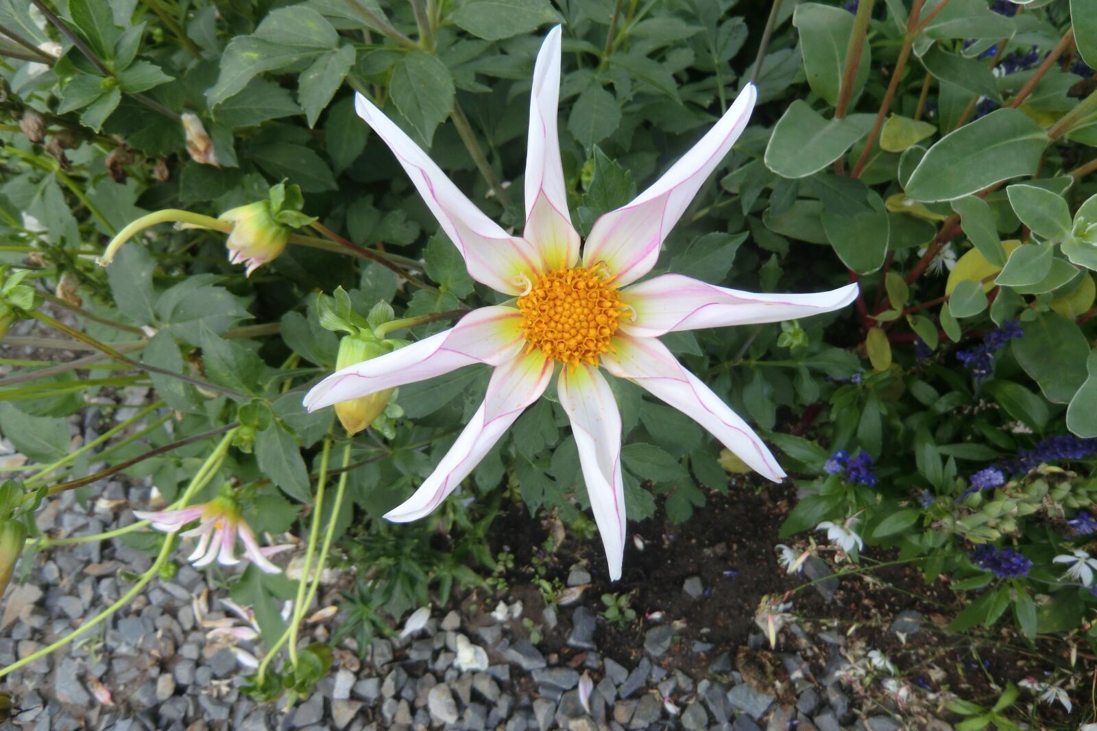 CASIO EX-H15 sample photo. Dahlia, flower, blossom photography