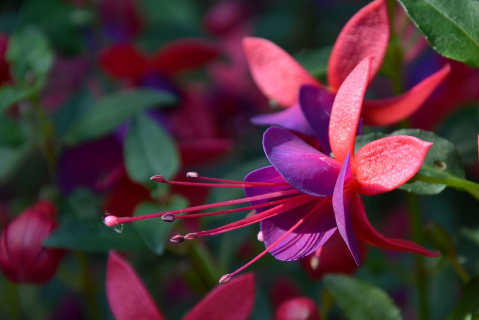 Nikon D5100 sample photo. Flower, blossom, bloom photography