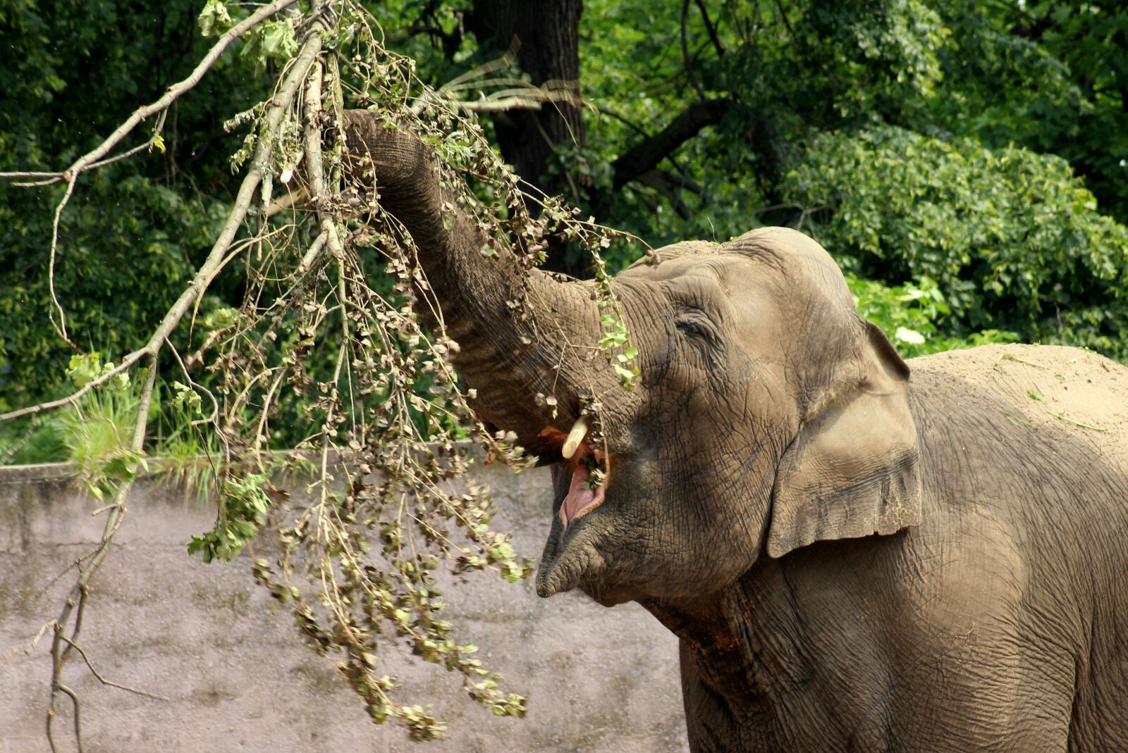 Canon EOS 1200D (EOS Rebel T5 / EOS Kiss X70 / EOS Hi) sample photo. Elephant, proboscis, mammal photography