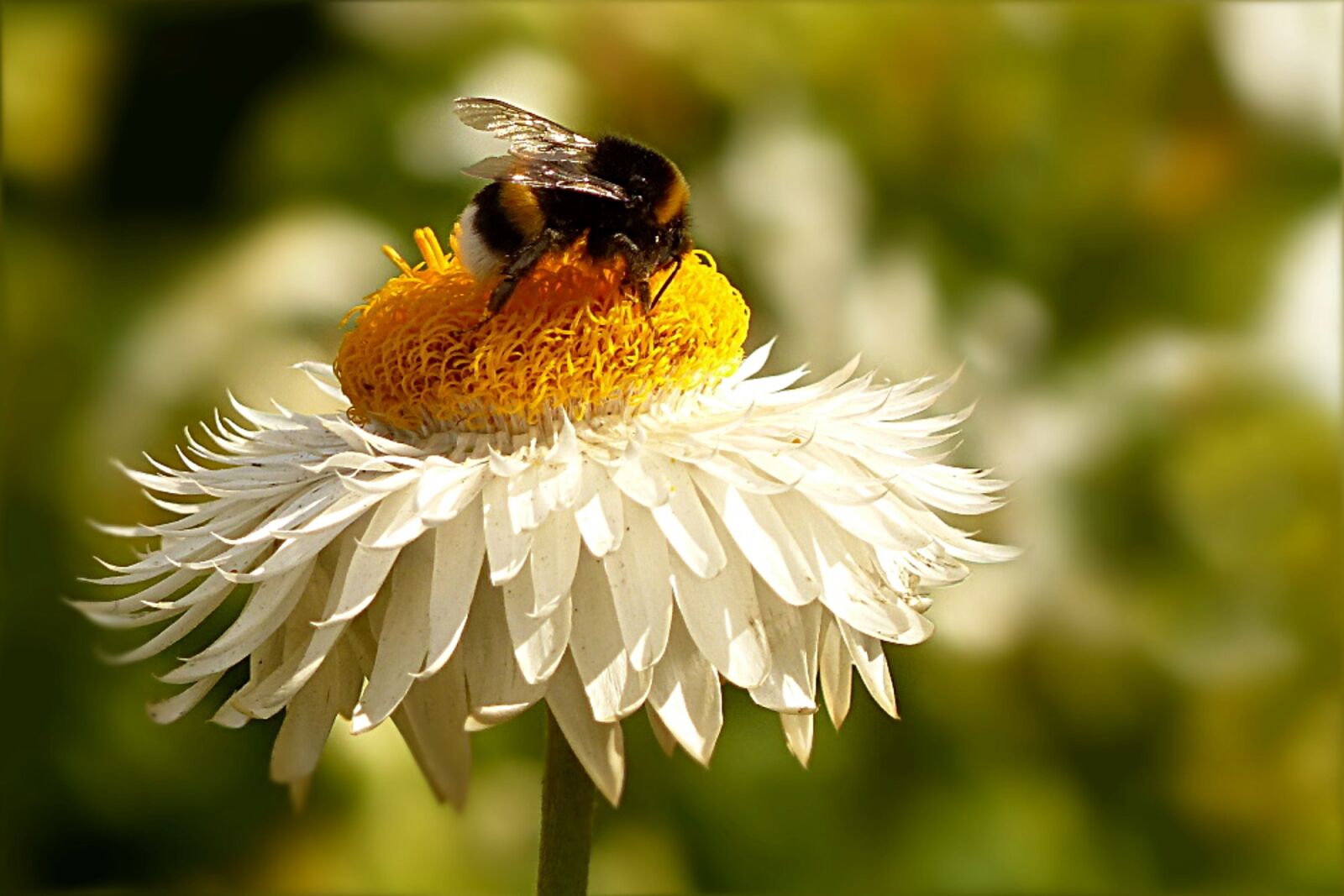 Panasonic Lumix DMC-FZ200 sample photo. Flower, italicum, helichrysum photography