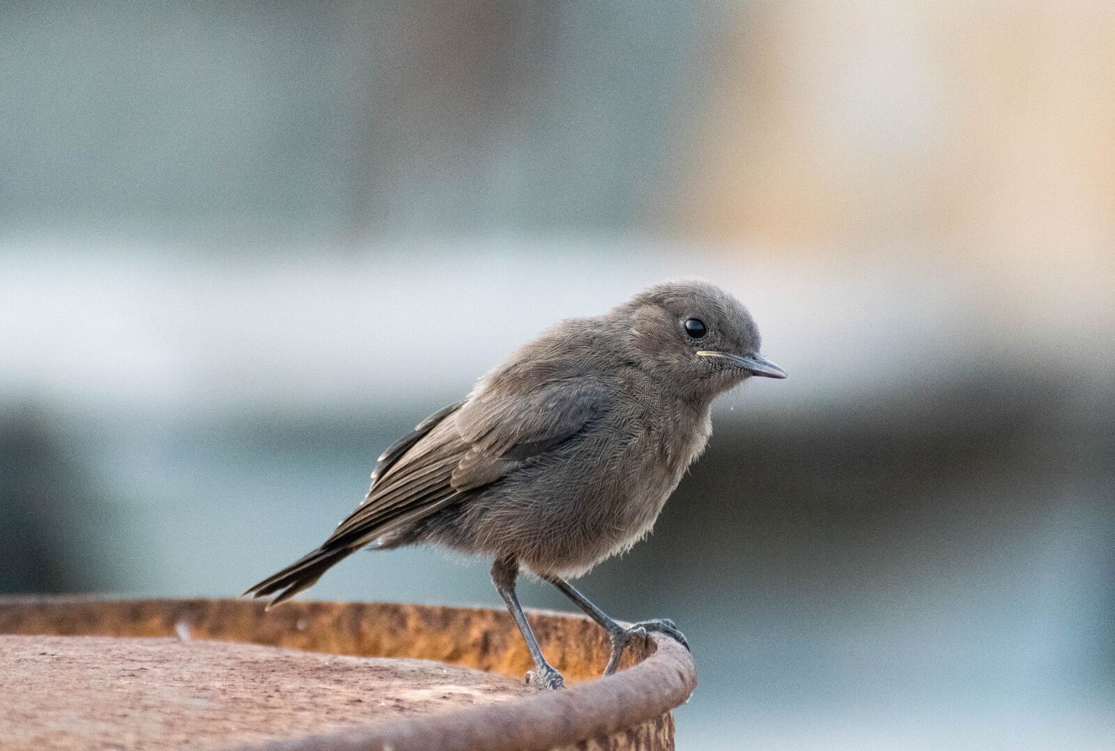 Nikon D3300 sample photo. Bird, small, robin photography