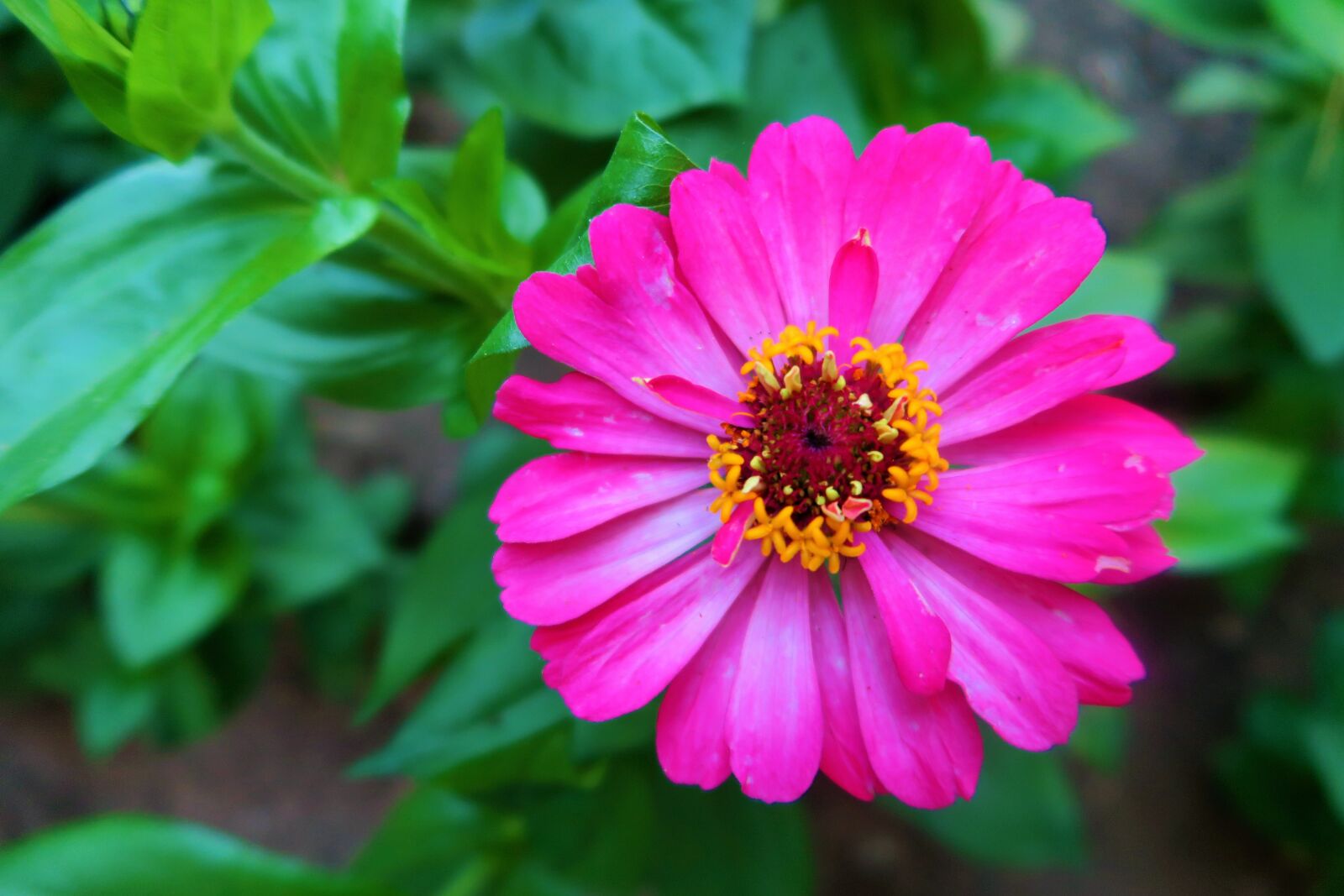 Canon PowerShot G7 X sample photo. Flower, nature, summer photography