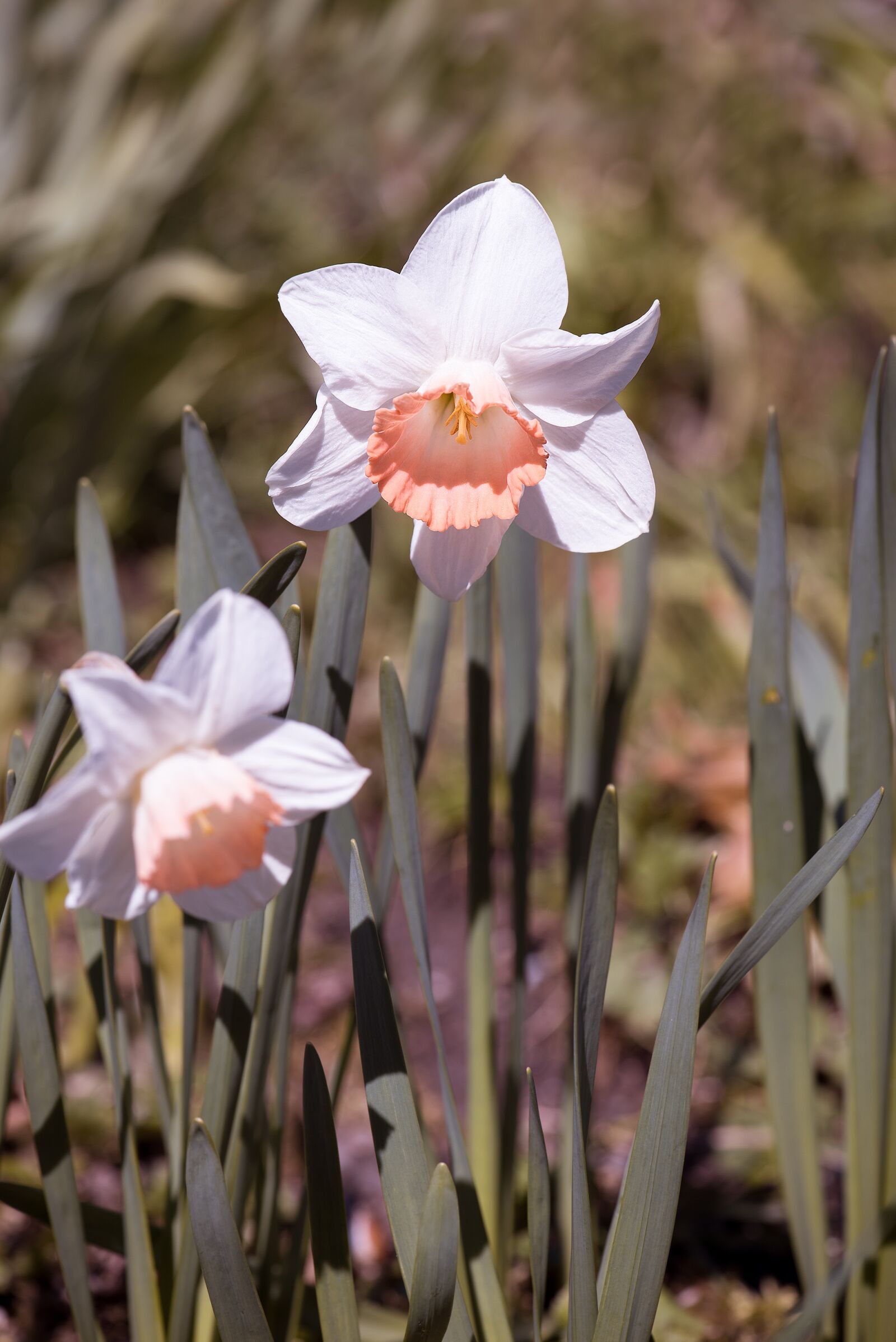 Nikon D750 sample photo. Daffodils, garden, white and photography