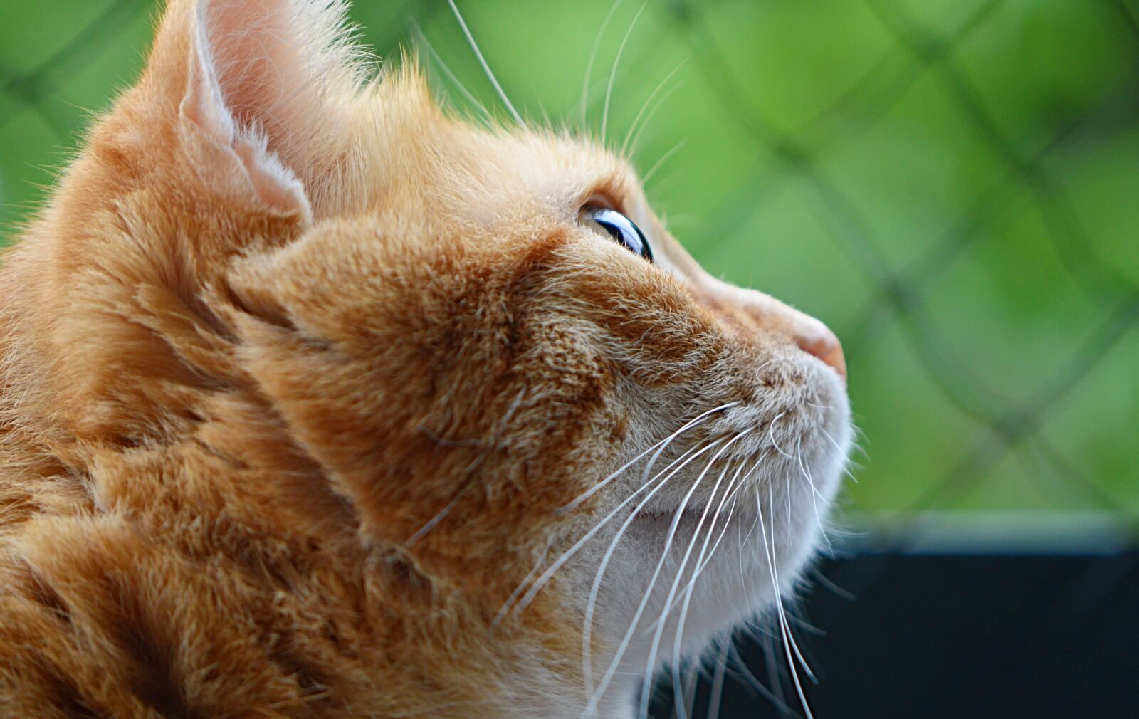 Nikon D3200 sample photo. Cat, mackerel, red photography