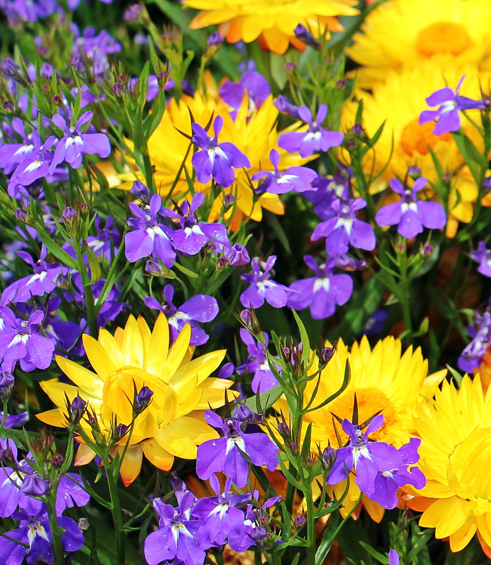 Canon EOS 550D (EOS Rebel T2i / EOS Kiss X4) sample photo. Straw flowers, flowers yellow photography