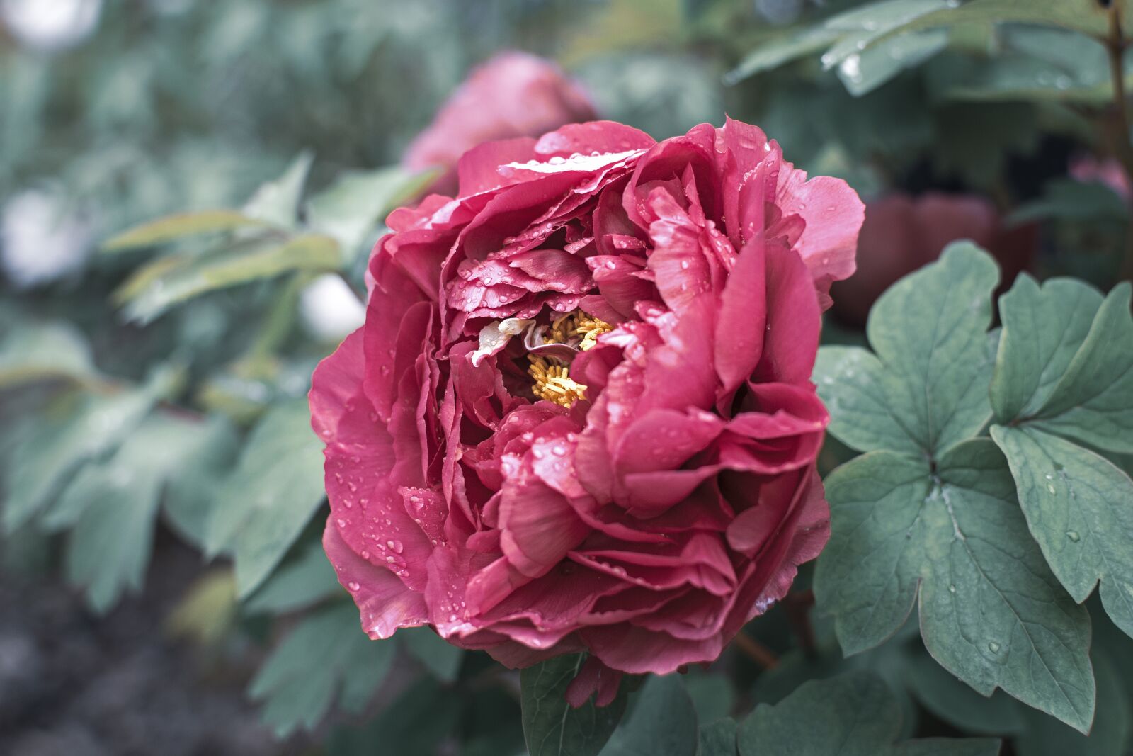 Nikon D7200 sample photo. Flower, peony, green leaf photography