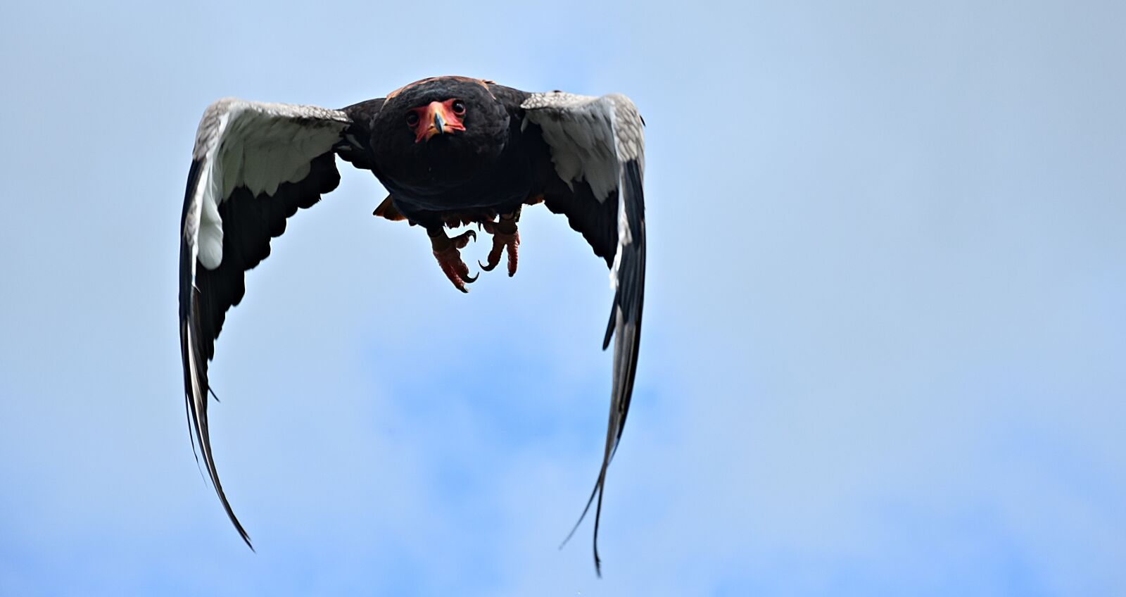 Nikon D3400 sample photo. Nature, bird, animal photography