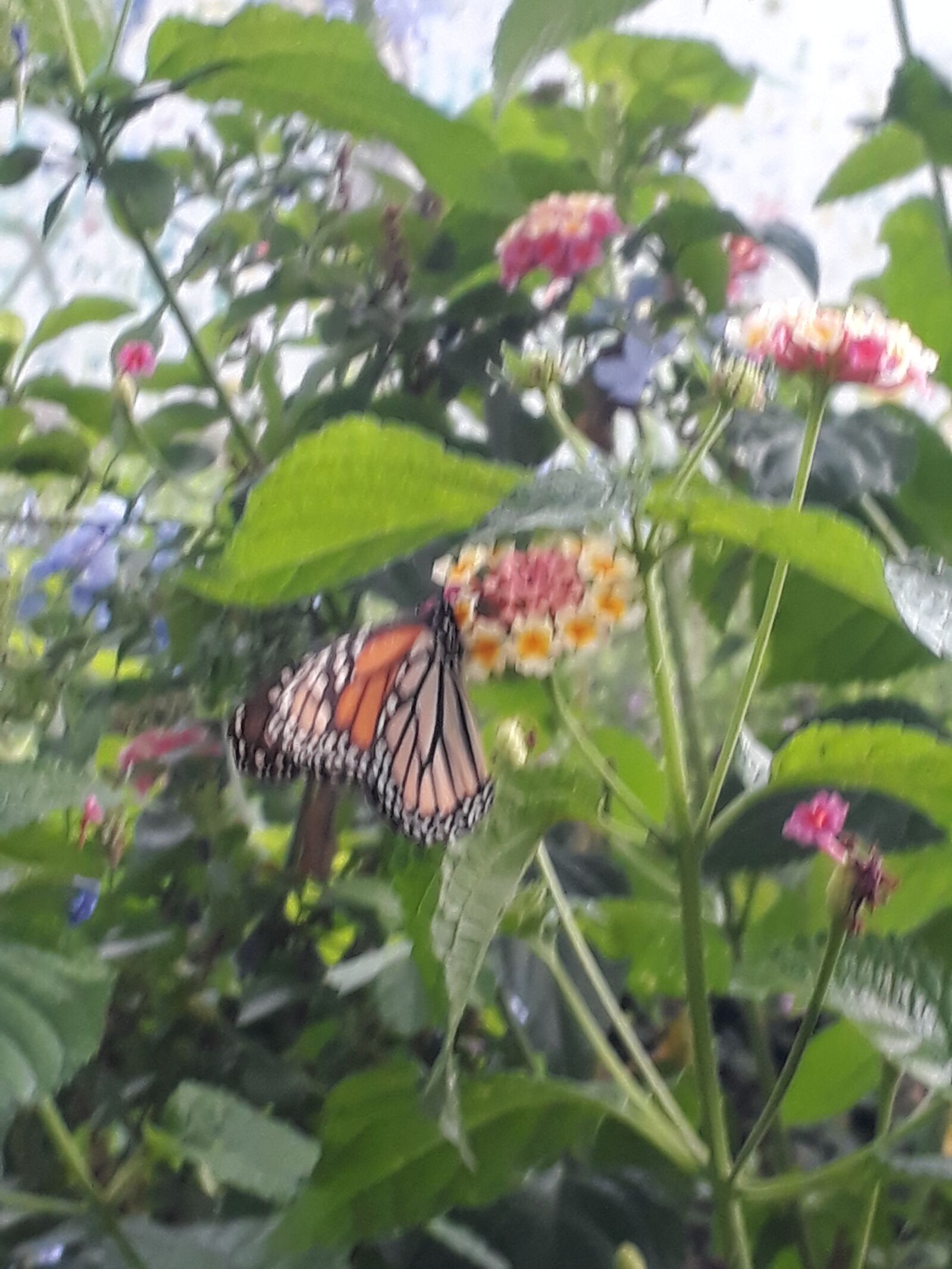 Samsung Galaxy J7 Prime sample photo. Butterflies, flowers, green photography