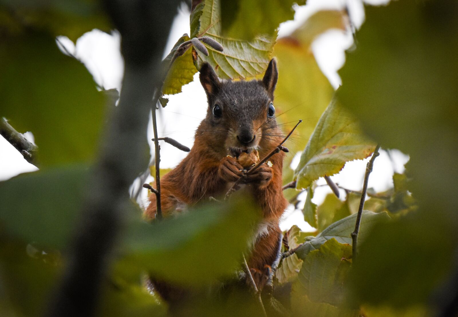 Nikon D5500 sample photo. Squirrel, hazelnut, autumn photography