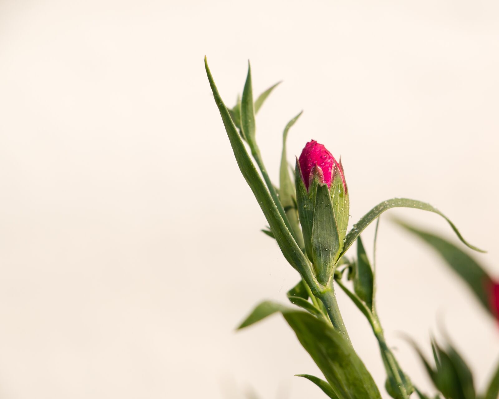 Canon EOS 70D sample photo. Dianthus, pink, winter flowers photography