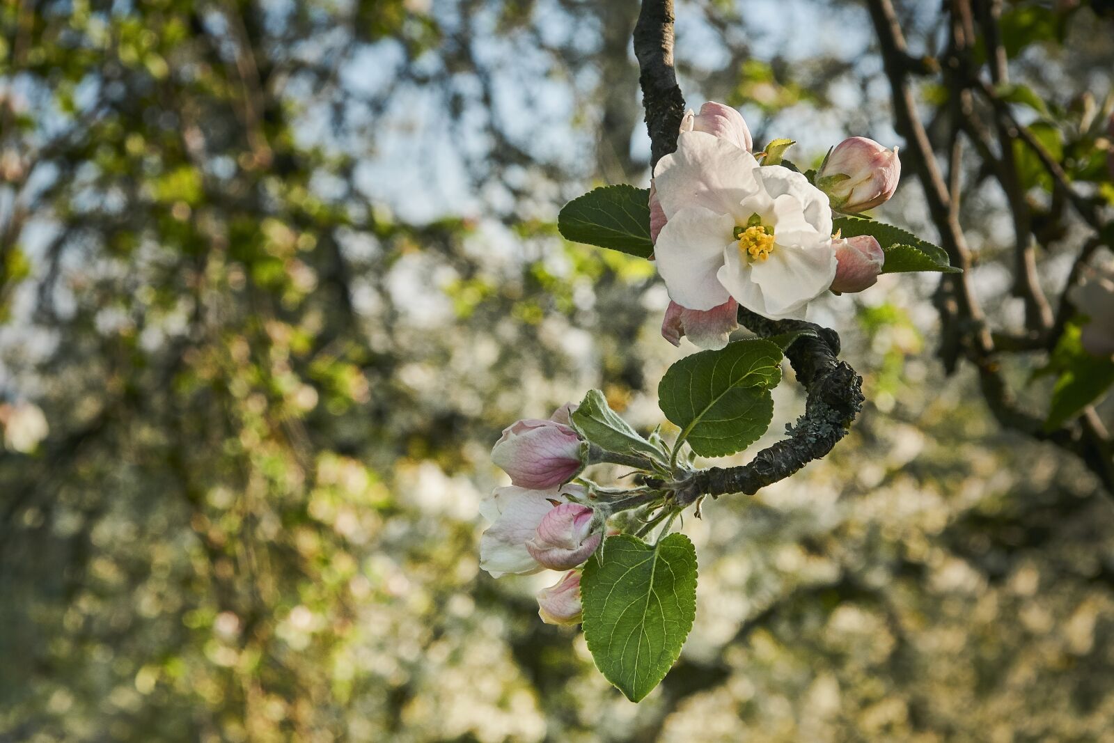 Sony SLT-A77 sample photo. Tree, flower, plant photography