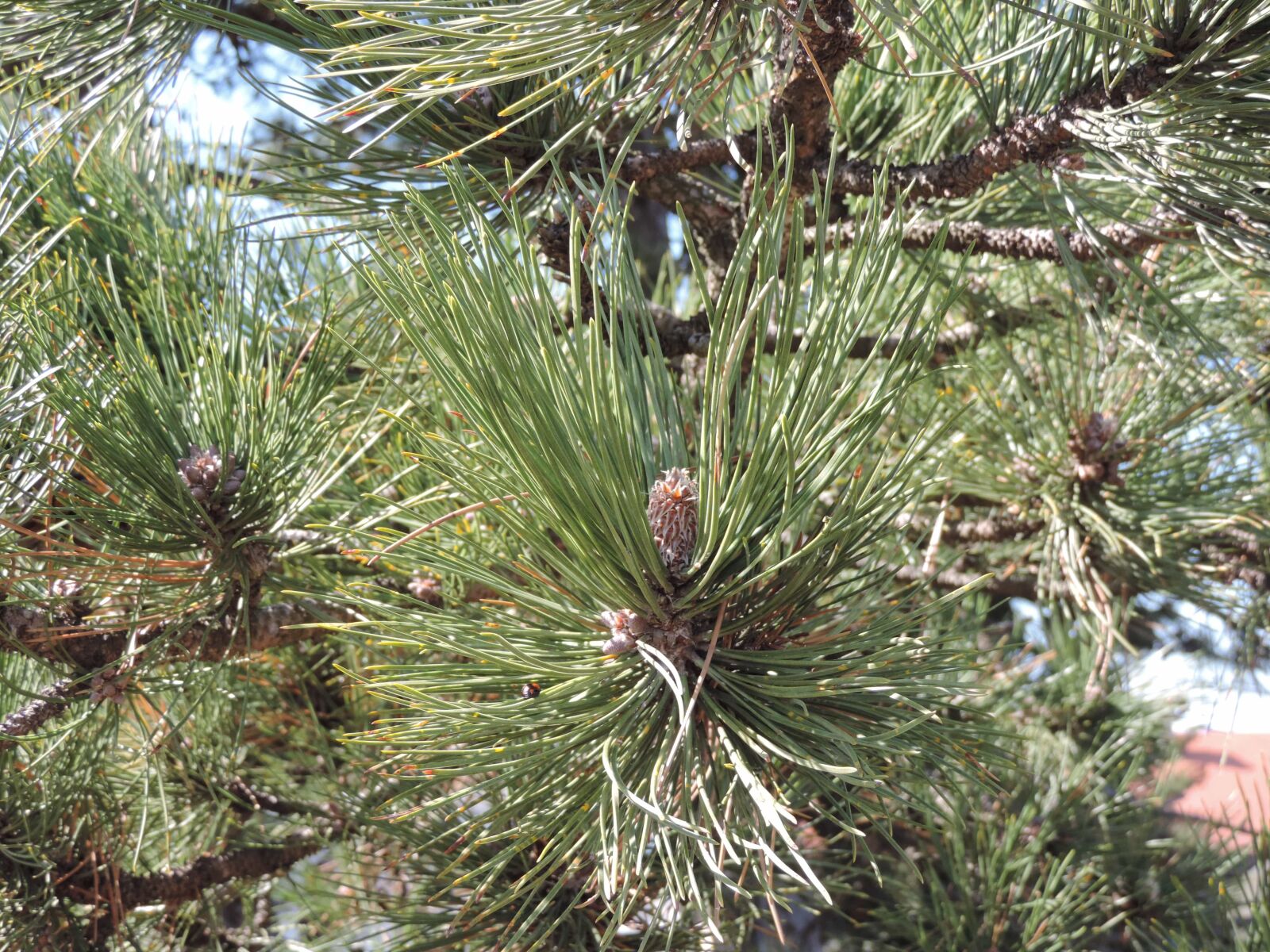 Nikon Coolpix P520 sample photo. Branch, tree, winter, pine photography