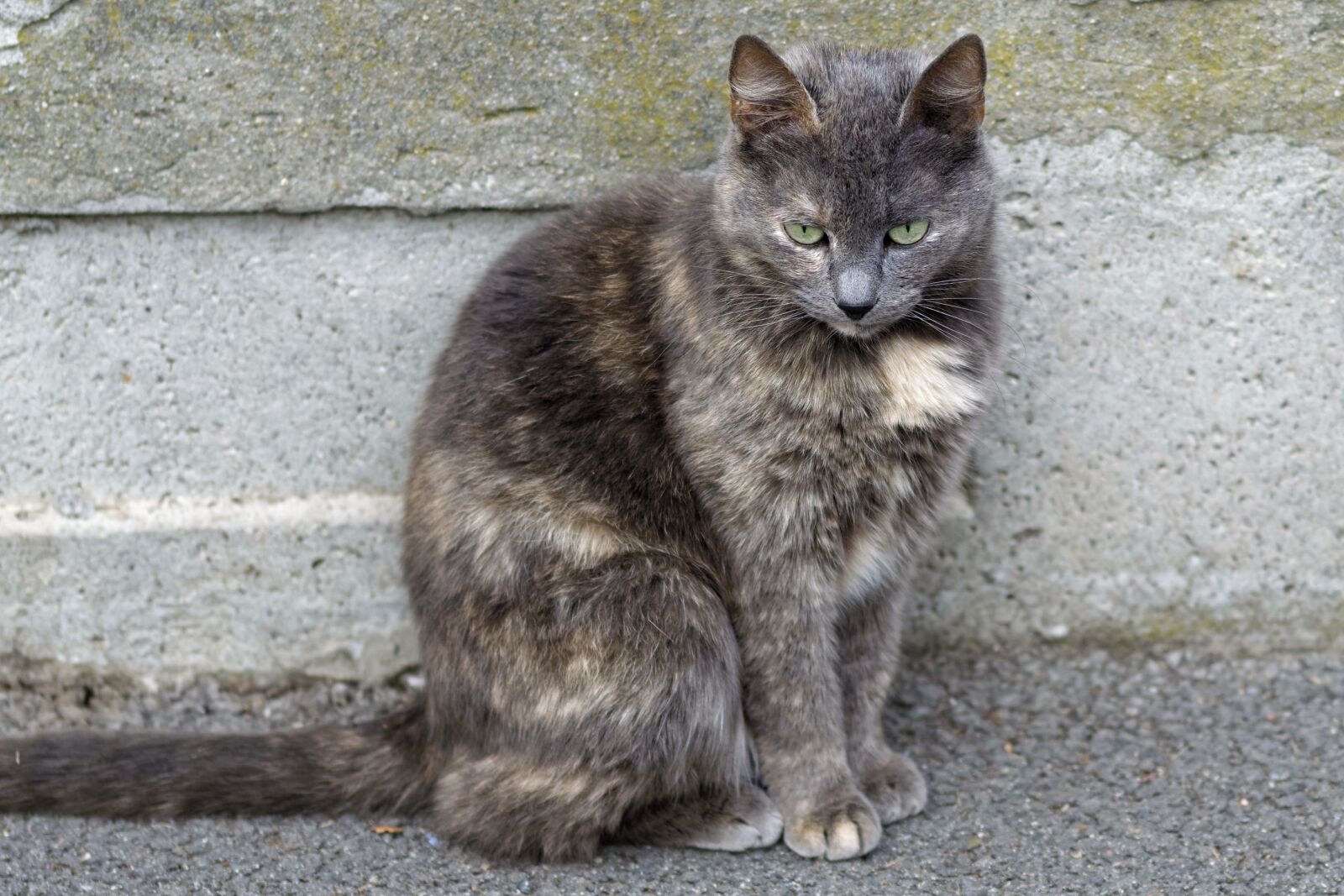 Nikon D5300 sample photo. Cat, pet, domestic photography