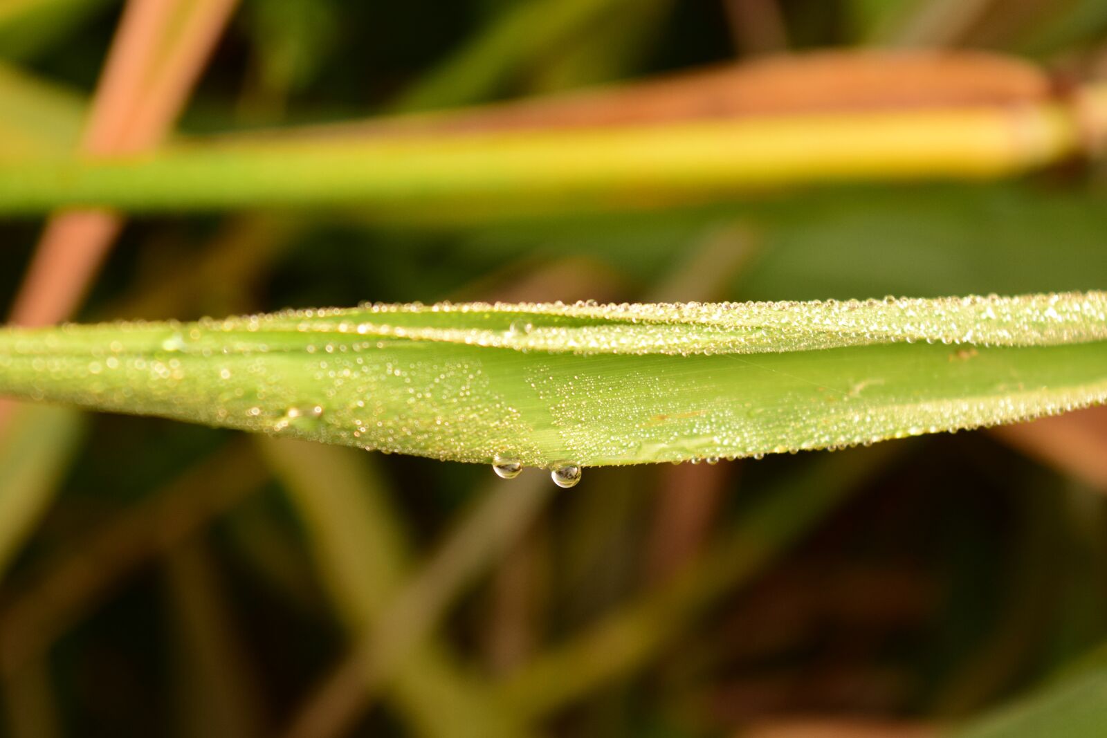 Nikon D3300 sample photo. Grass, dew, morgentau photography