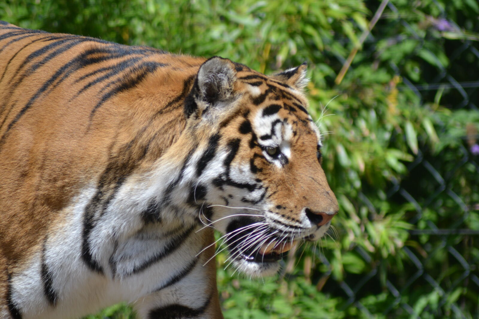 Nikon D3100 sample photo. Tiger photography