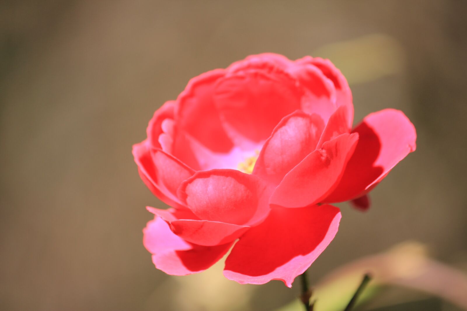 Canon EOS 550D (EOS Rebel T2i / EOS Kiss X4) sample photo. Rose, flowers, red flowers photography