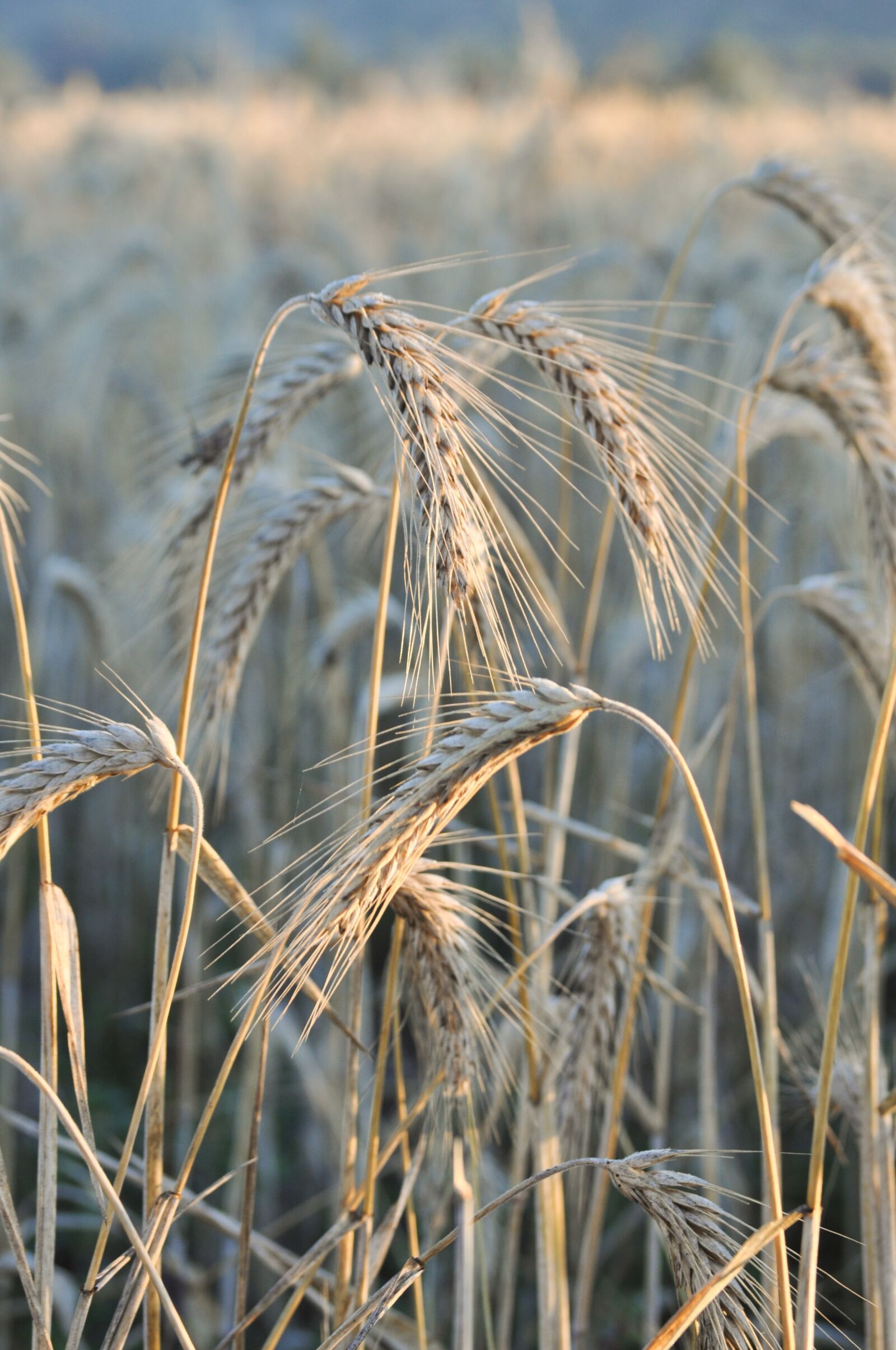Nikon D5000 sample photo. Wheat, field, harvest photography