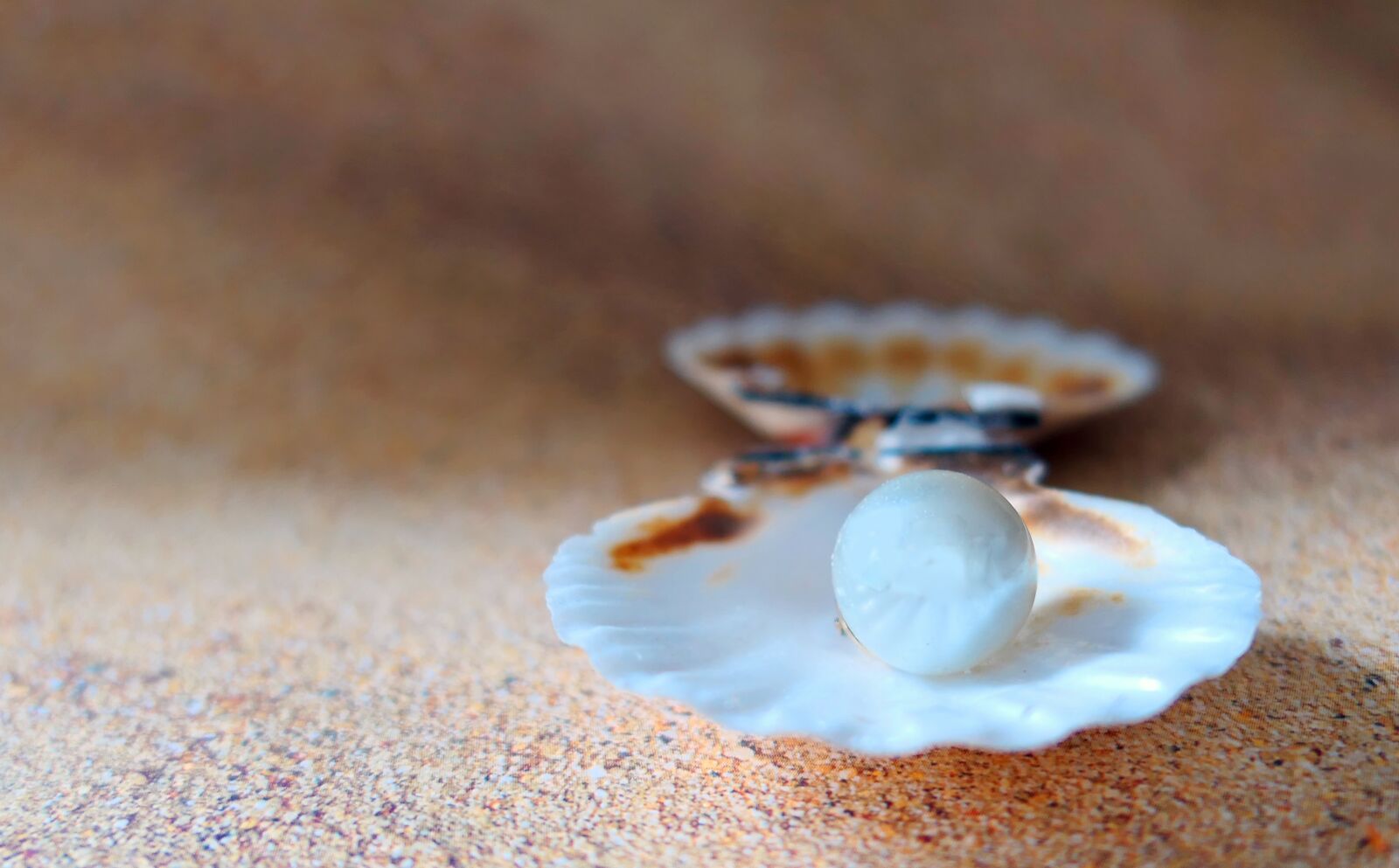 Panasonic Lumix DMC-LX10 (Lumix DMC-LX15) sample photo. Shell, the beach pearl photography