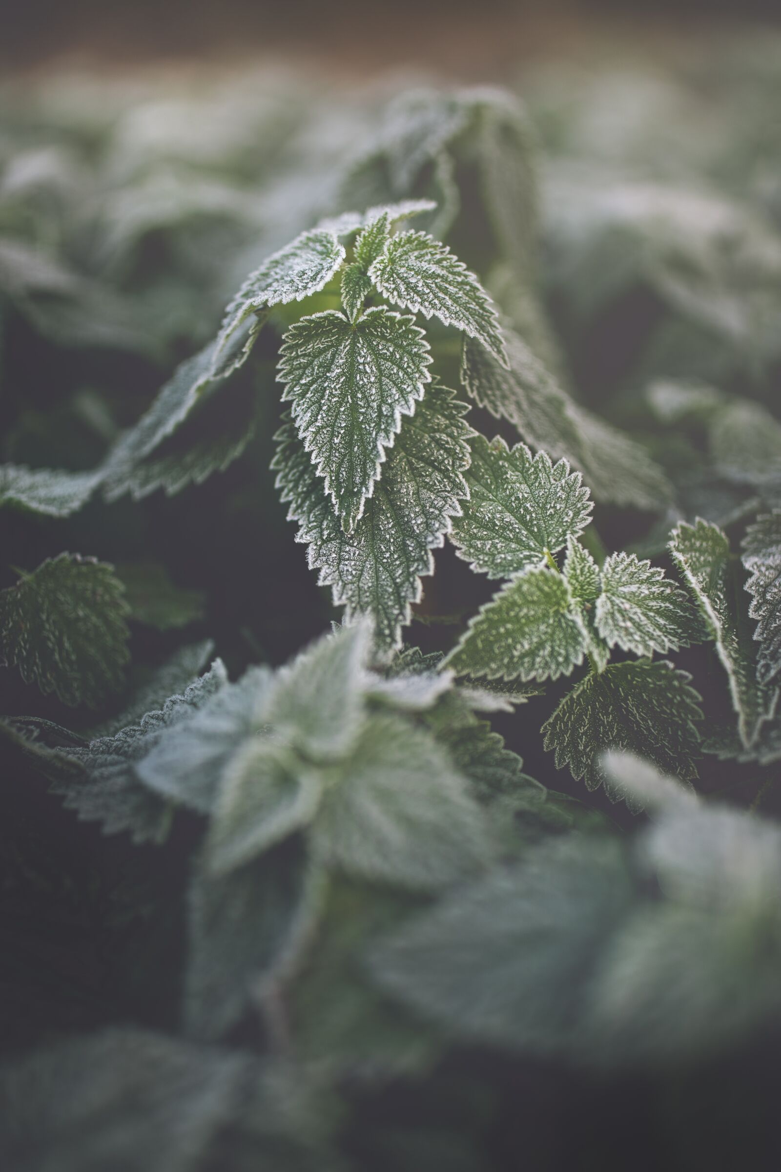 Canon EOS 5D Mark IV + Canon EF 35mm F1.4L II USM sample photo. Stinging nettle, nature, frost photography