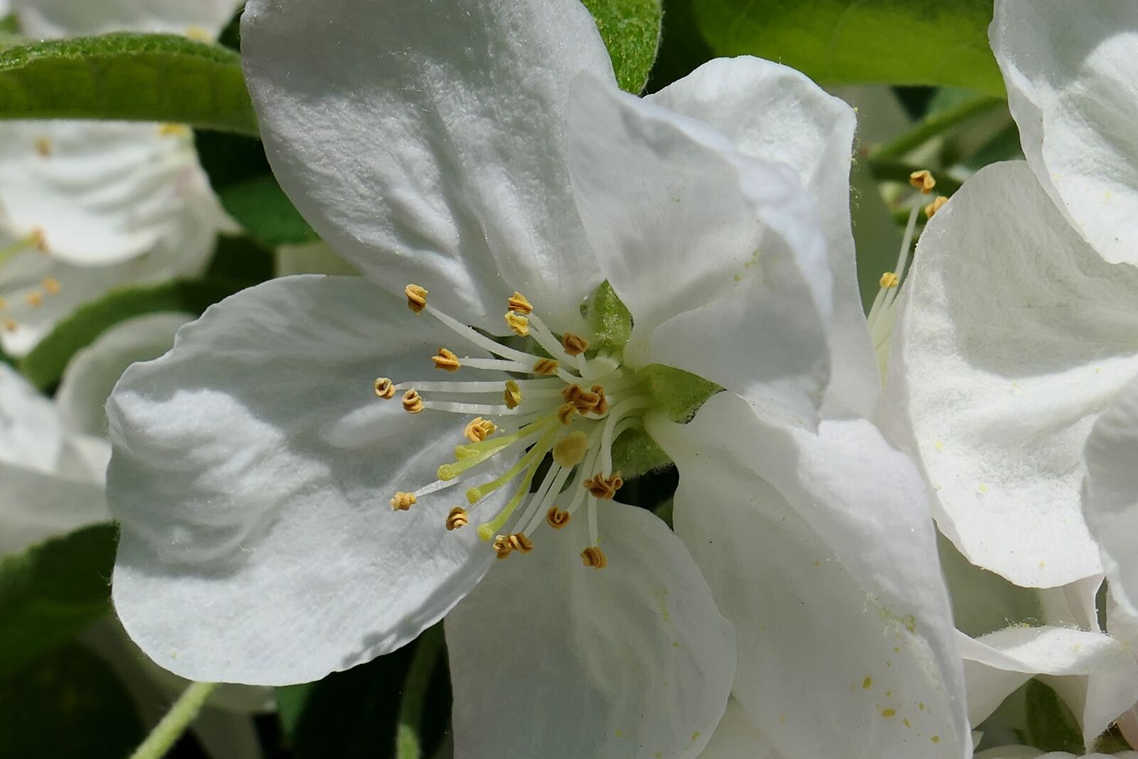 Panasonic Lumix DMC-LX10 (Lumix DMC-LX15) sample photo. Flower, plant, nature photography