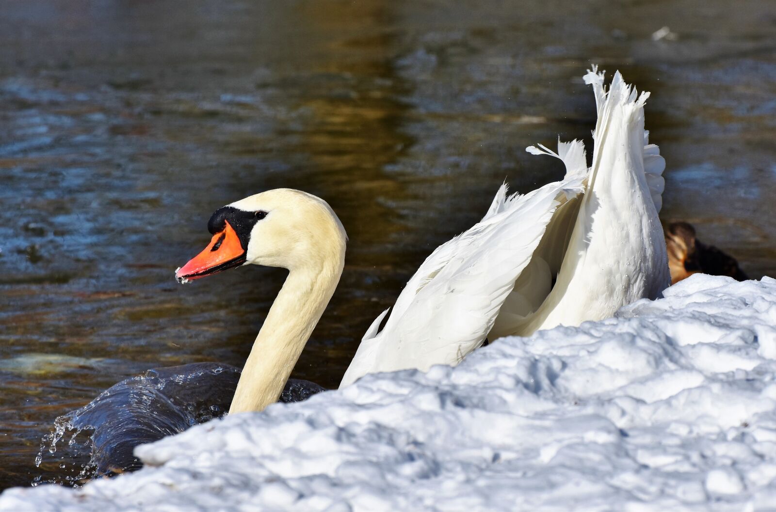 Nikon D7200 sample photo. Swan, water bird, schwimmvogel photography