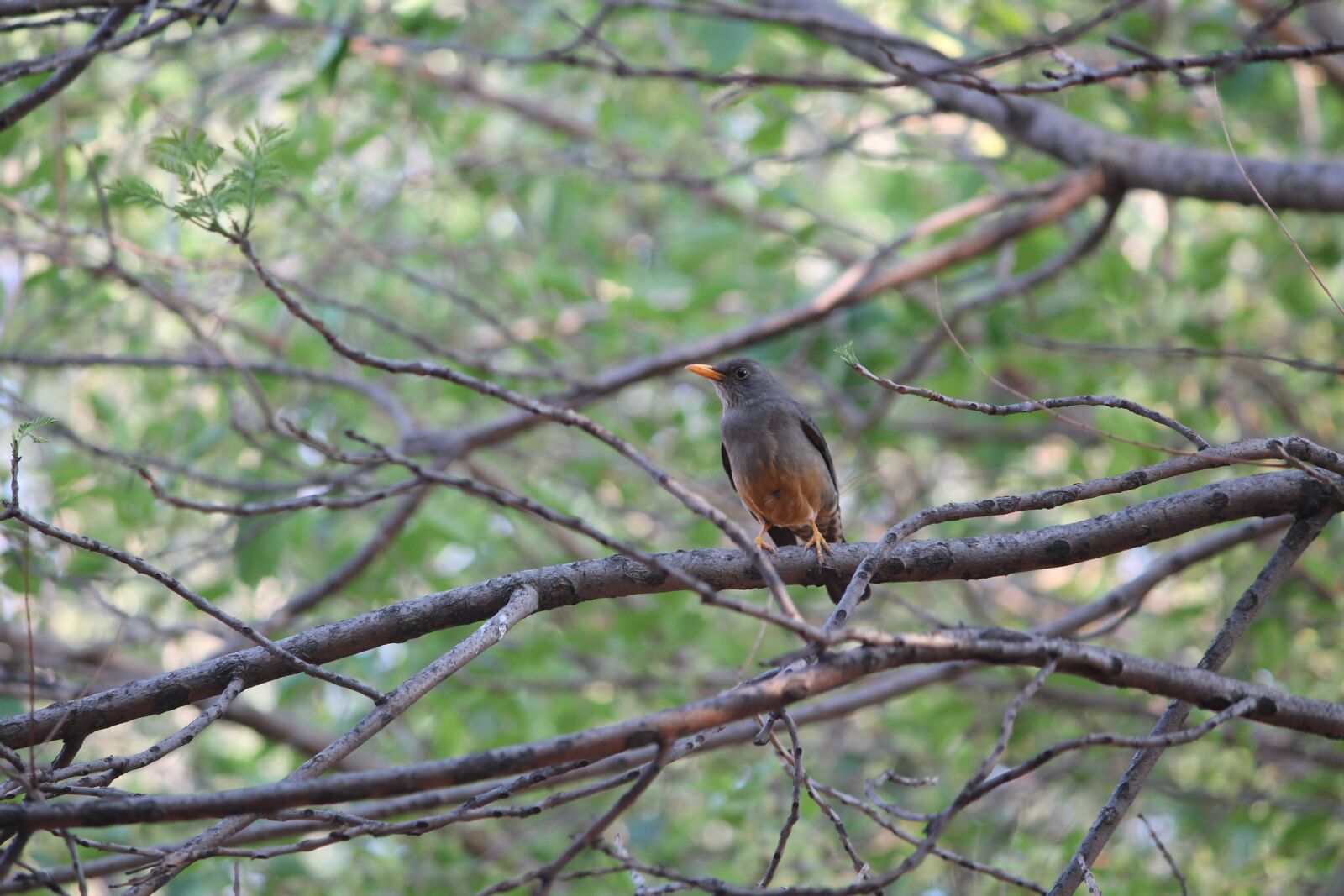 Canon EOS 1100D (EOS Rebel T3 / EOS Kiss X50) sample photo. Bird, olive thrush, brown photography