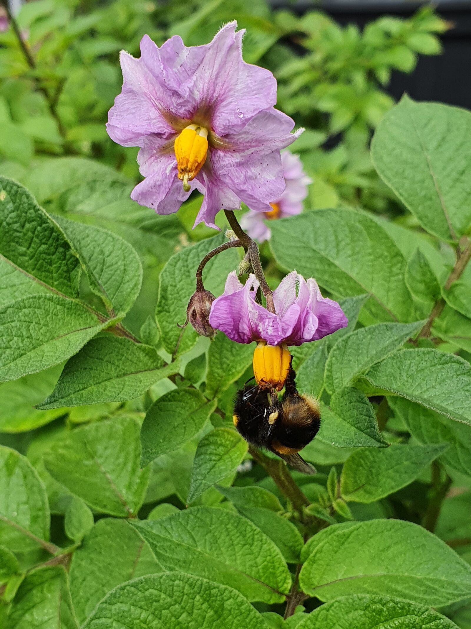 Samsung Galaxy S10 sample photo. Pollination, flower, bee photography