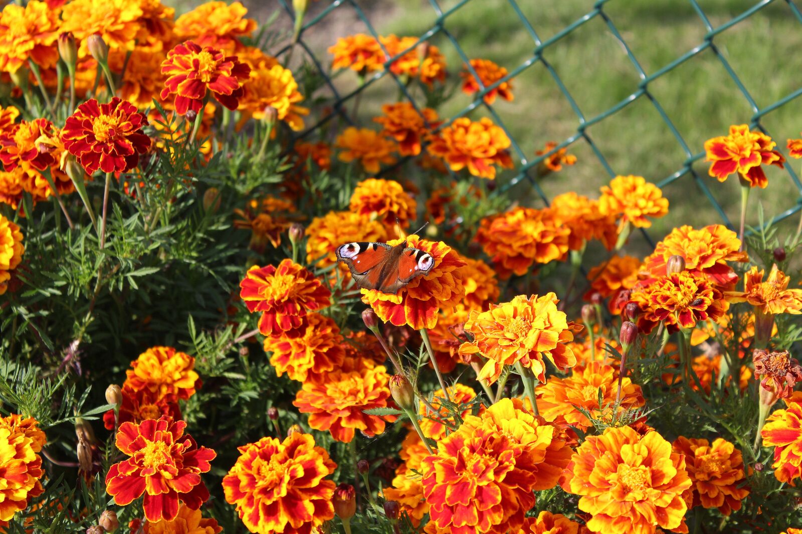 Canon EOS 1200D (EOS Rebel T5 / EOS Kiss X70 / EOS Hi) sample photo. Marigold, garden flowers, flowering photography
