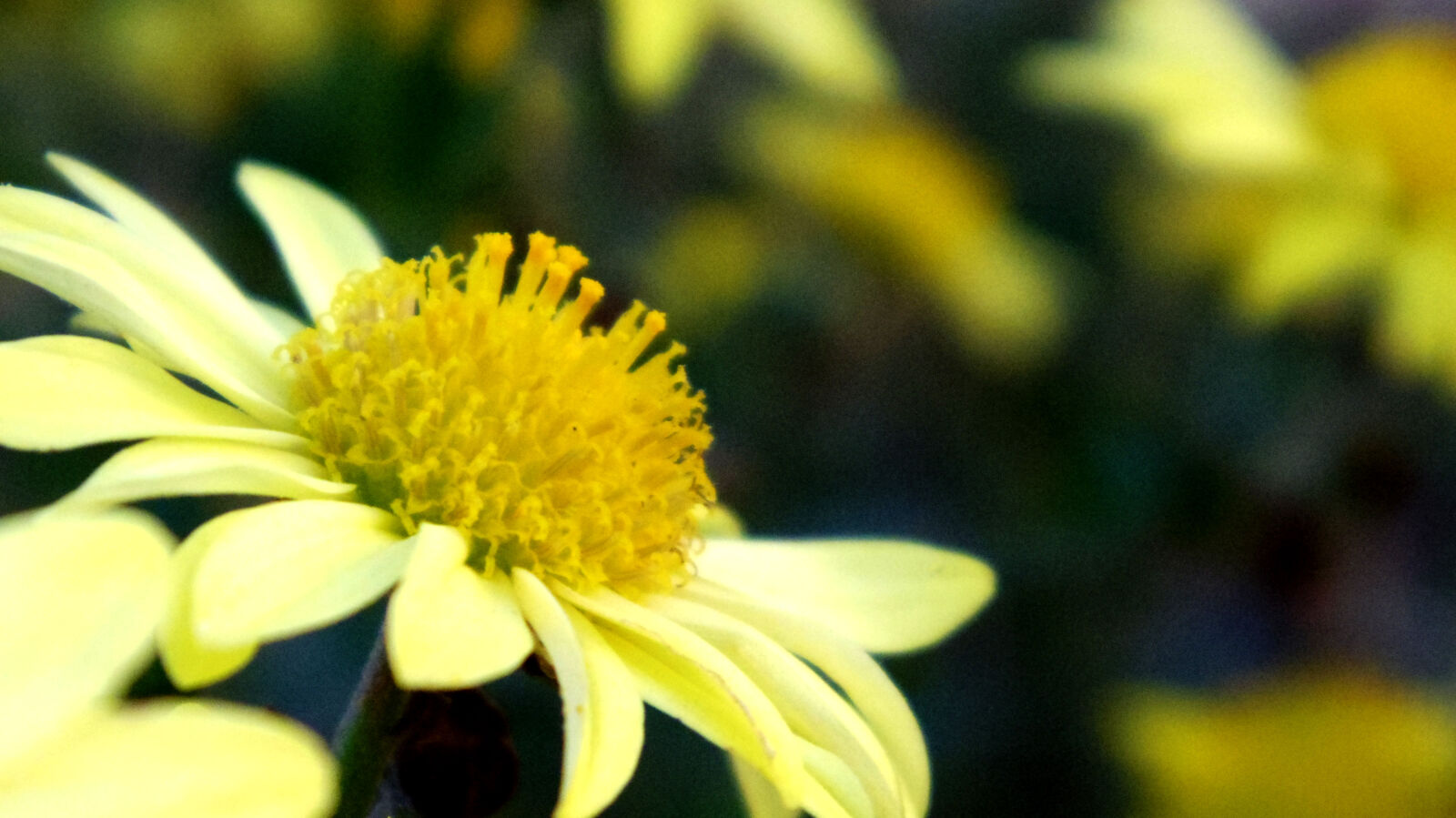Pentax Q10 sample photo. Flower photography