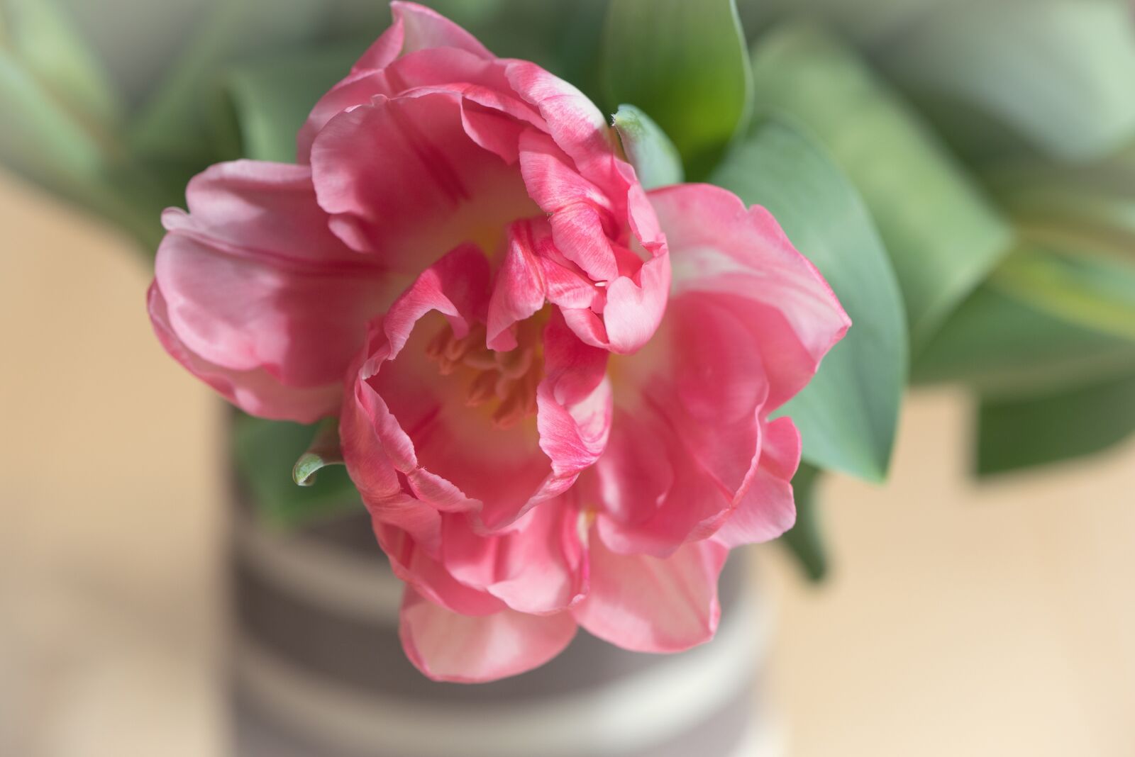 Nikon D750 sample photo. Tulip, flower, pink photography