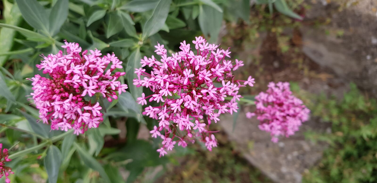 Samsung Galaxy S8 sample photo. Flowers, plants, pink photography