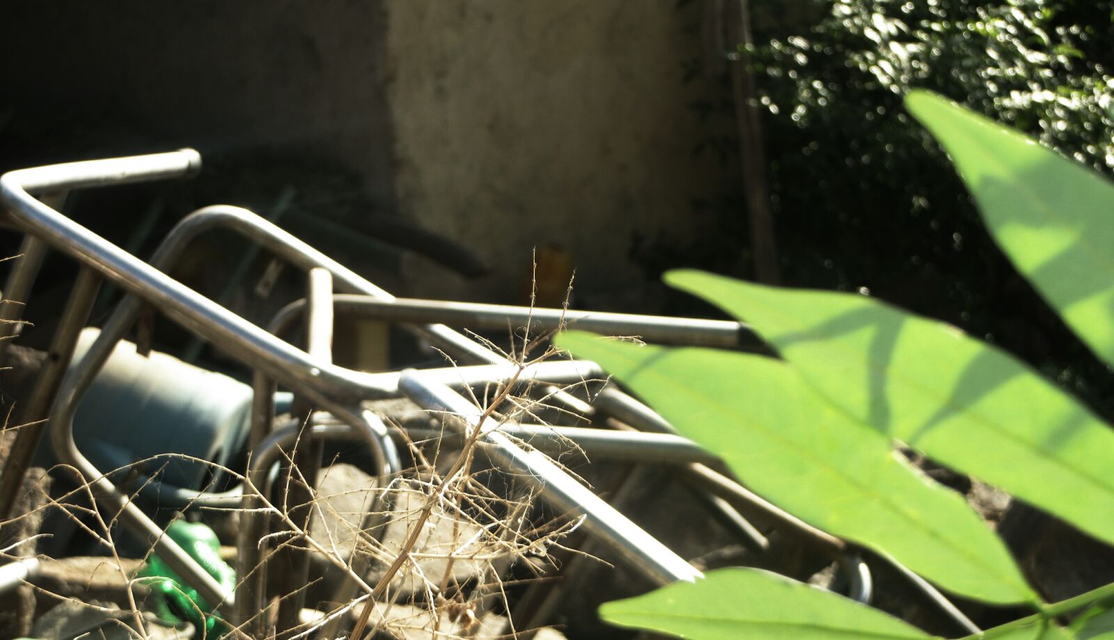 Canon PowerShot SX270 HS sample photo