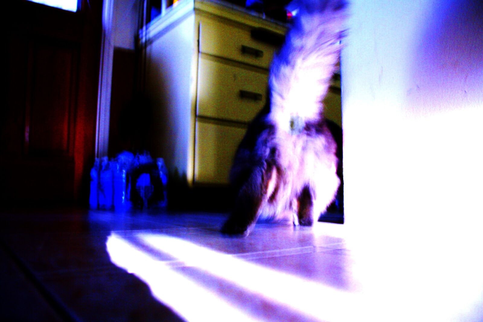 Canon EOS 450D (EOS Rebel XSi / EOS Kiss X2) sample photo. Color, shadow, cat photography