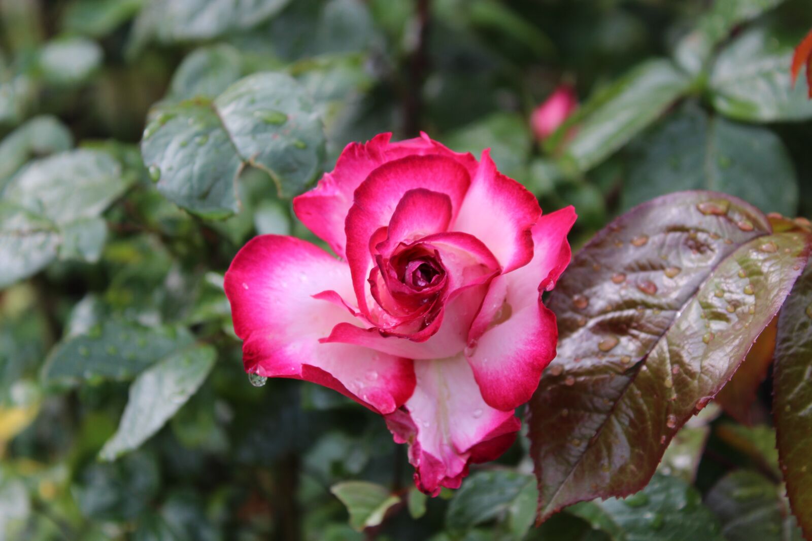 Canon EOS 700D (EOS Rebel T5i / EOS Kiss X7i) sample photo. Rose, rain, beautiful photography