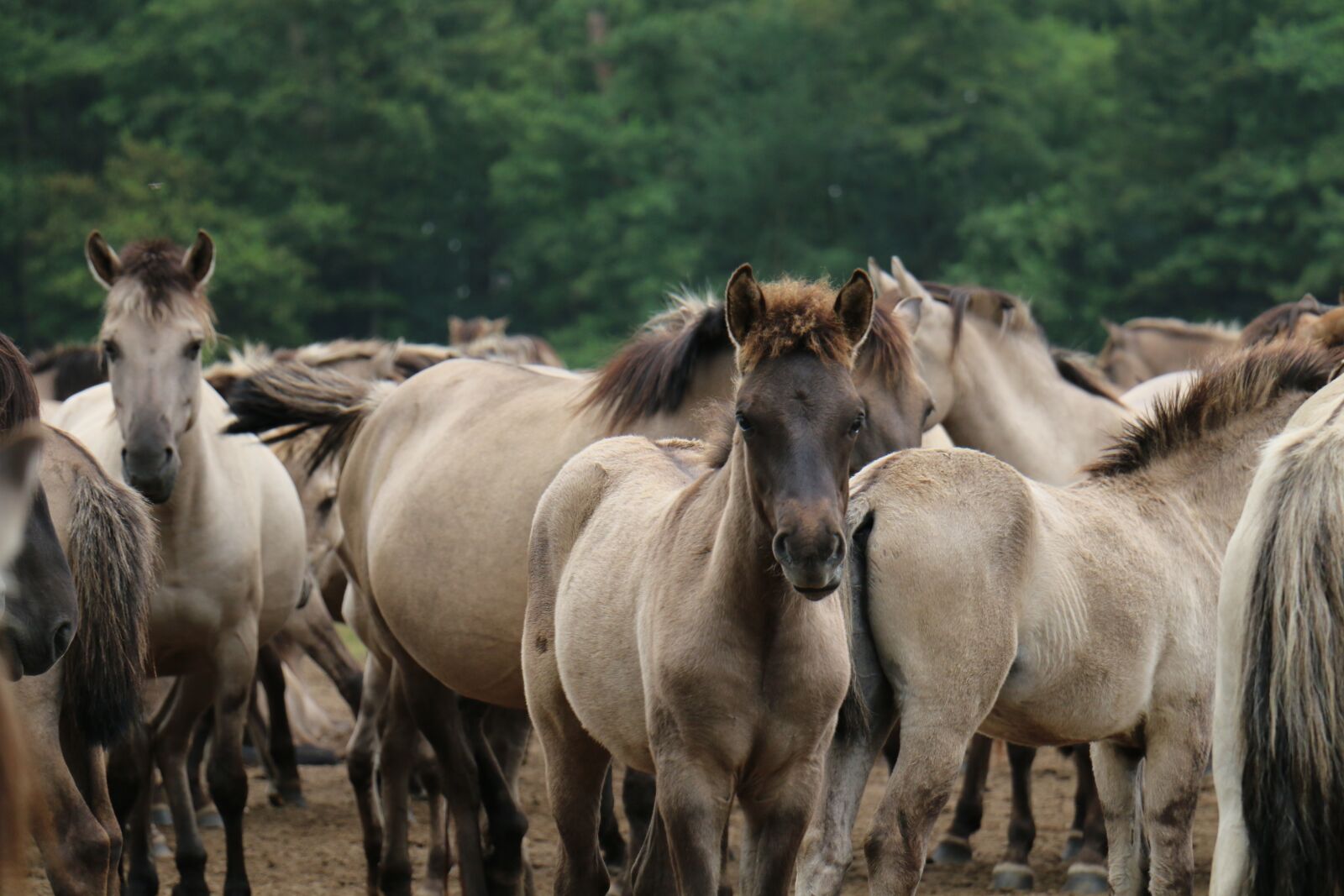 Canon EOS 70D sample photo. Foal, horse, flock photography