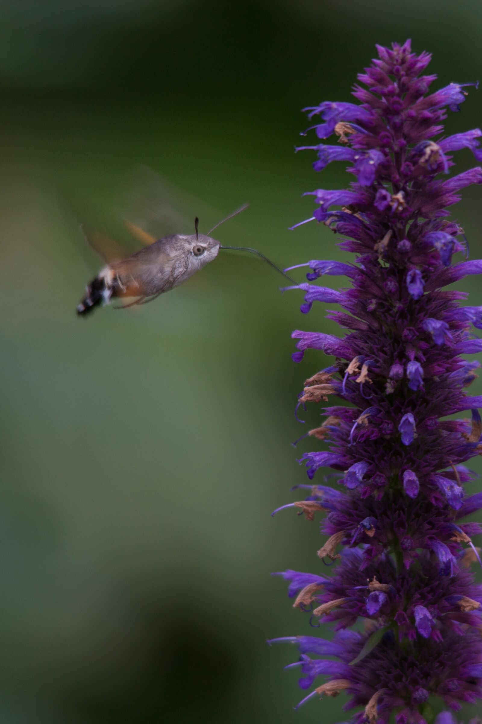Canon EOS 5D Mark II sample photo. Butterfly, flower, nature photography